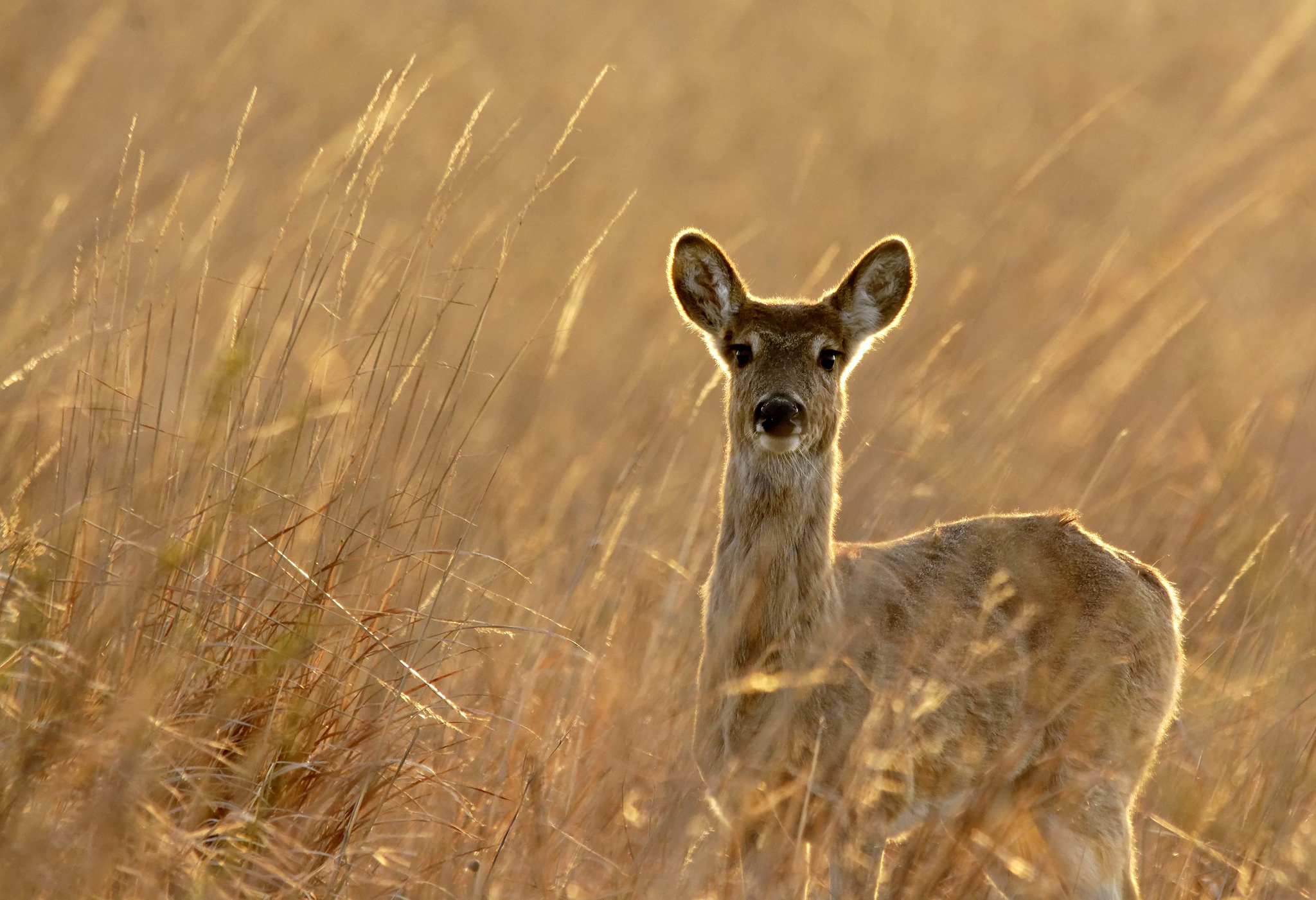 Laden Sie das Tiere, Hirsch, Planze, Starren-Bild kostenlos auf Ihren PC-Desktop herunter