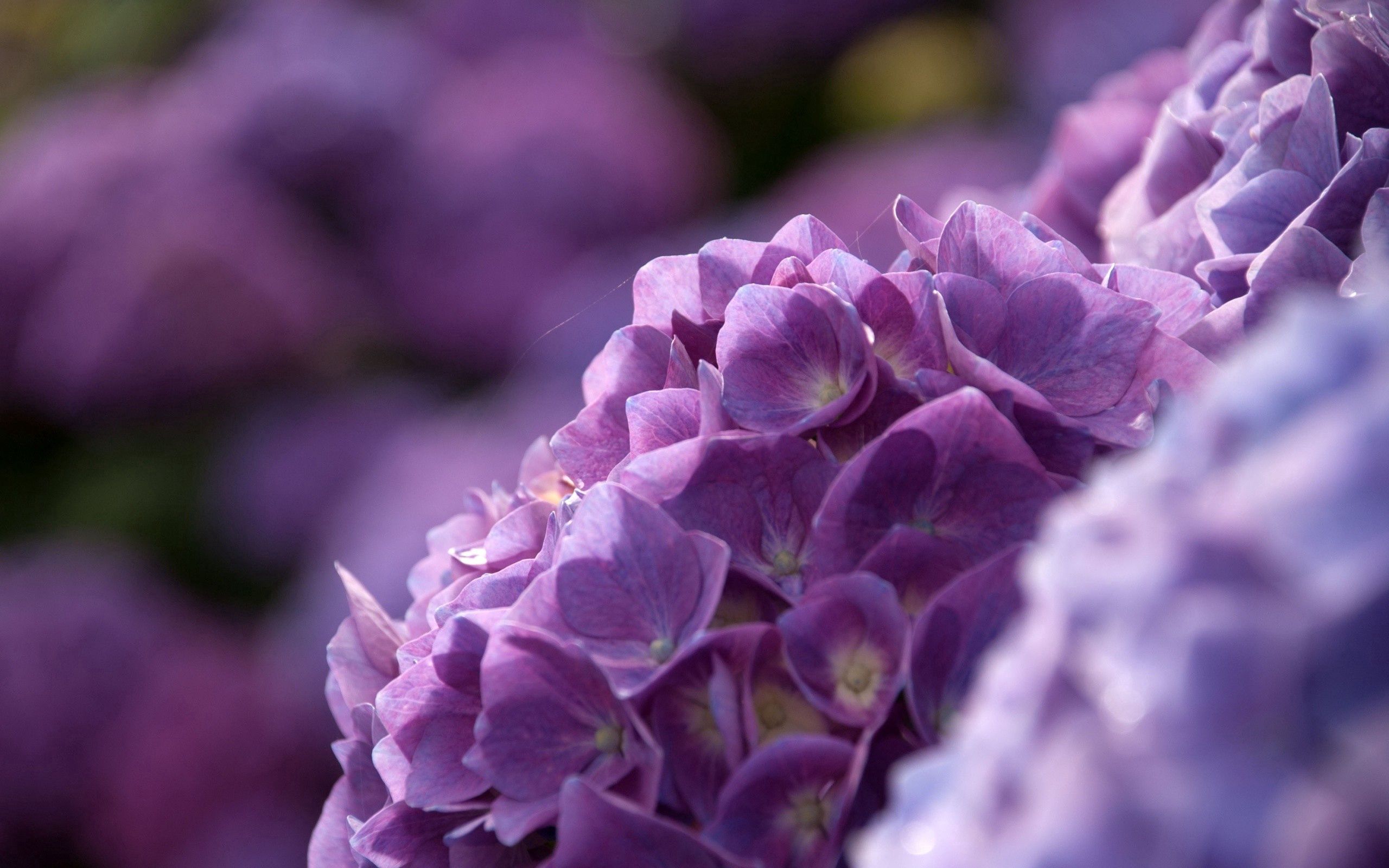 Download mobile wallpaper Macro, Petals, Lilac, Flowers for free.