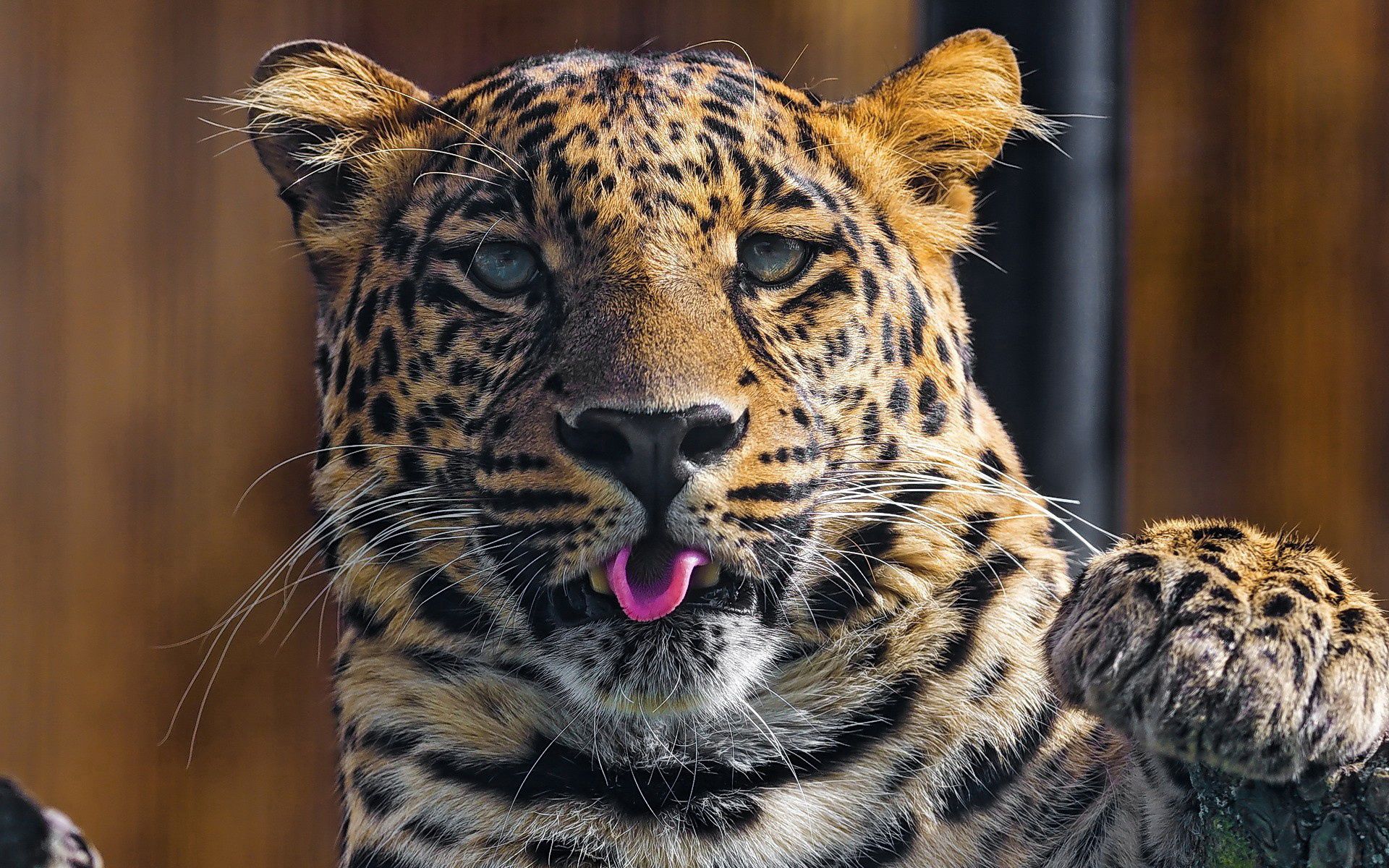animals, leopard, muzzle, predator, language, tongue, paw