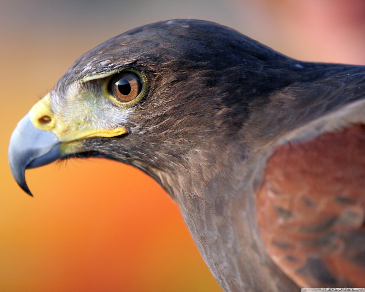 Download mobile wallpaper Bird, Falcon, Animal for free.