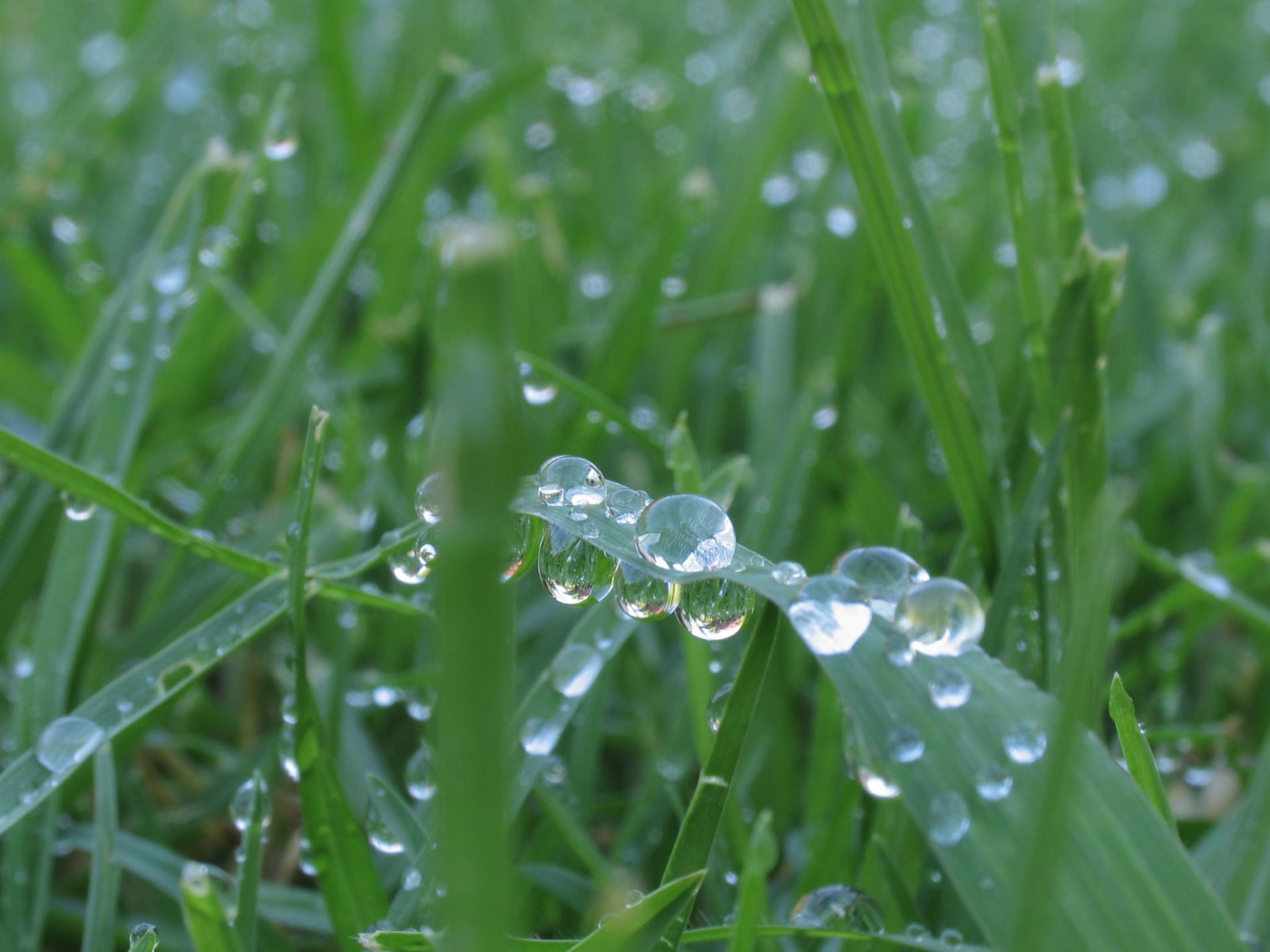 Free download wallpaper Grass, Drops, Background on your PC desktop