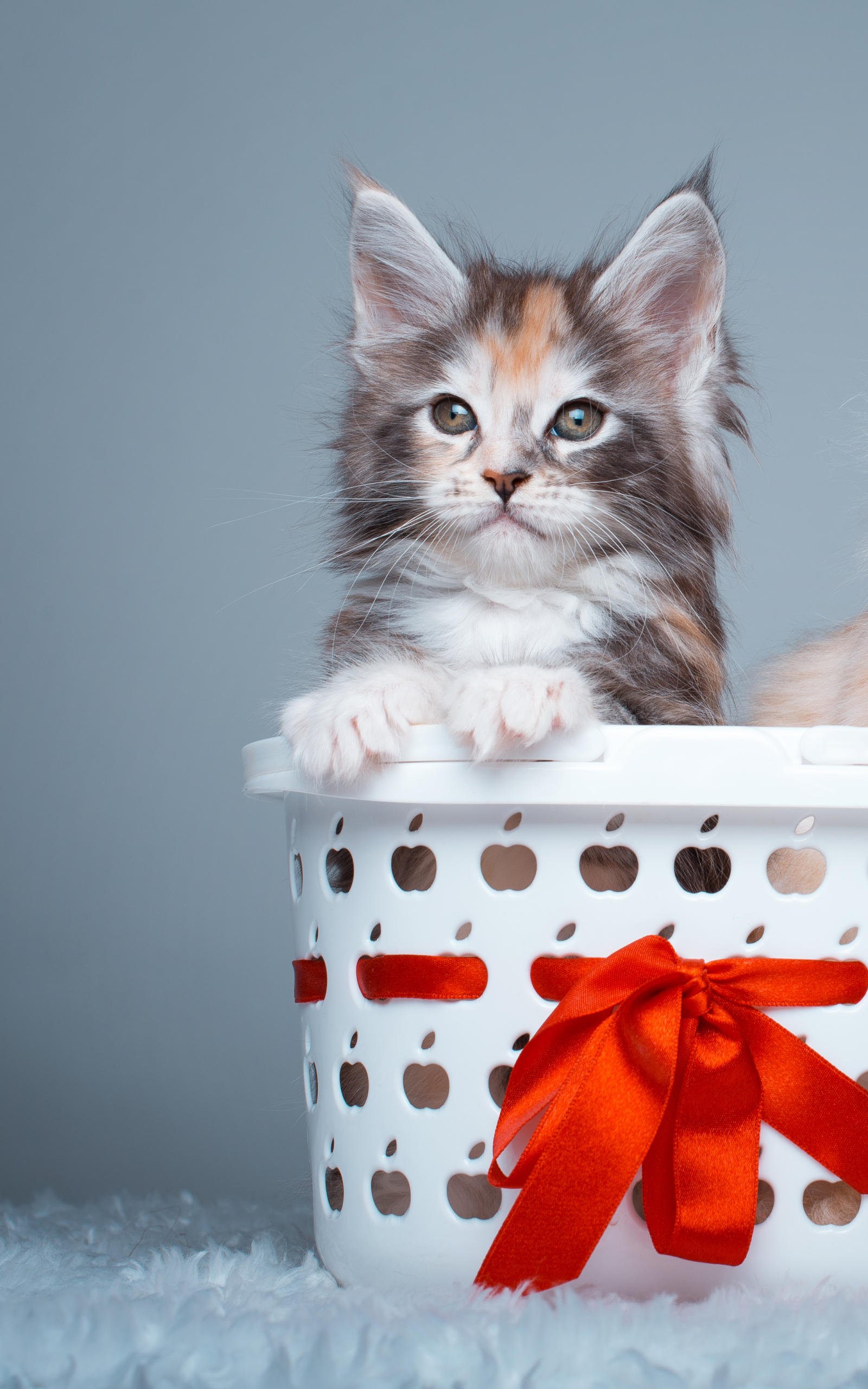 Download mobile wallpaper Cats, Cat, Kitten, Animal, Basket, Ribbon for free.