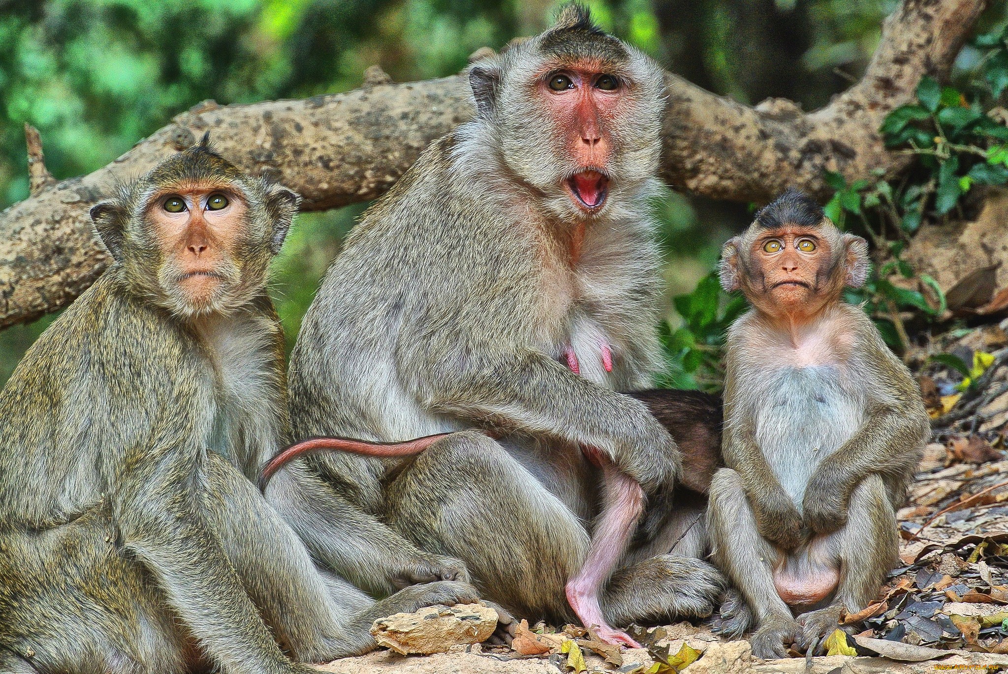 PCデスクトップに動物, サル, 猿画像を無料でダウンロード