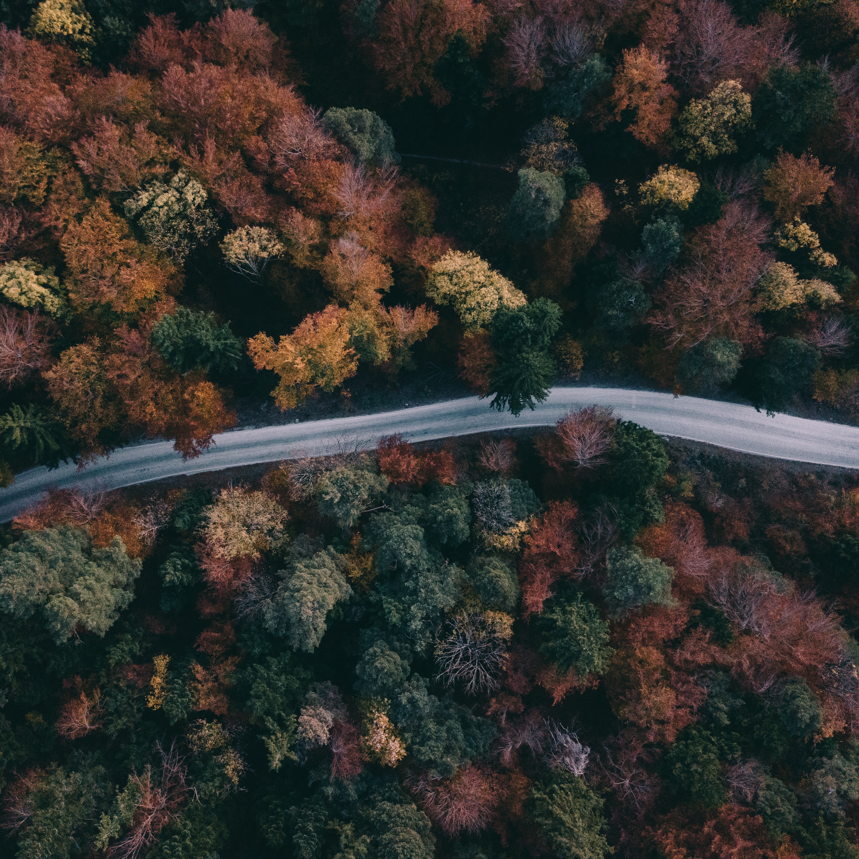nature, trees, view from above, top, road, forest, tops