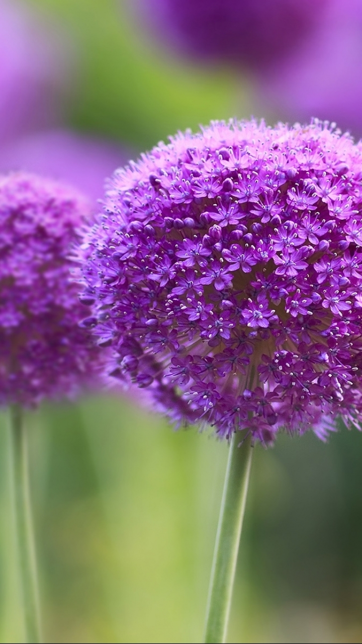 Descarga gratuita de fondo de pantalla para móvil de Flores, Flor, Tierra/naturaleza.