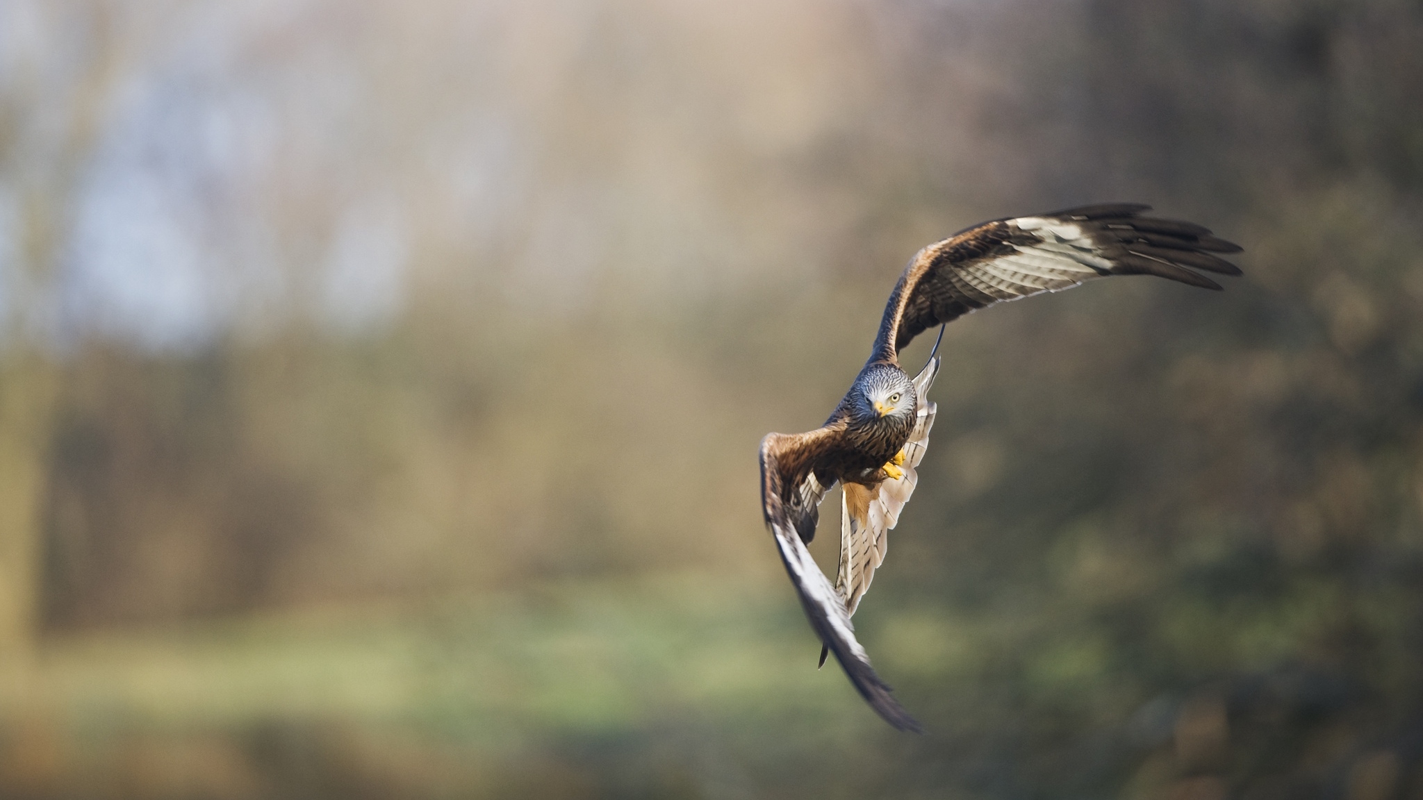 Téléchargez gratuitement l'image Animaux, Oiseau, Aigle, Des Oiseaux, Voyage En Avion sur le bureau de votre PC