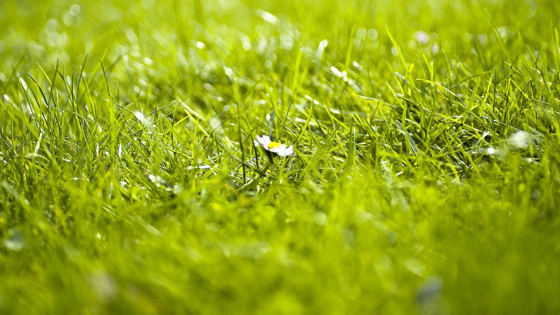 Download mobile wallpaper Grass, Nature, Summer, Flower for free.
