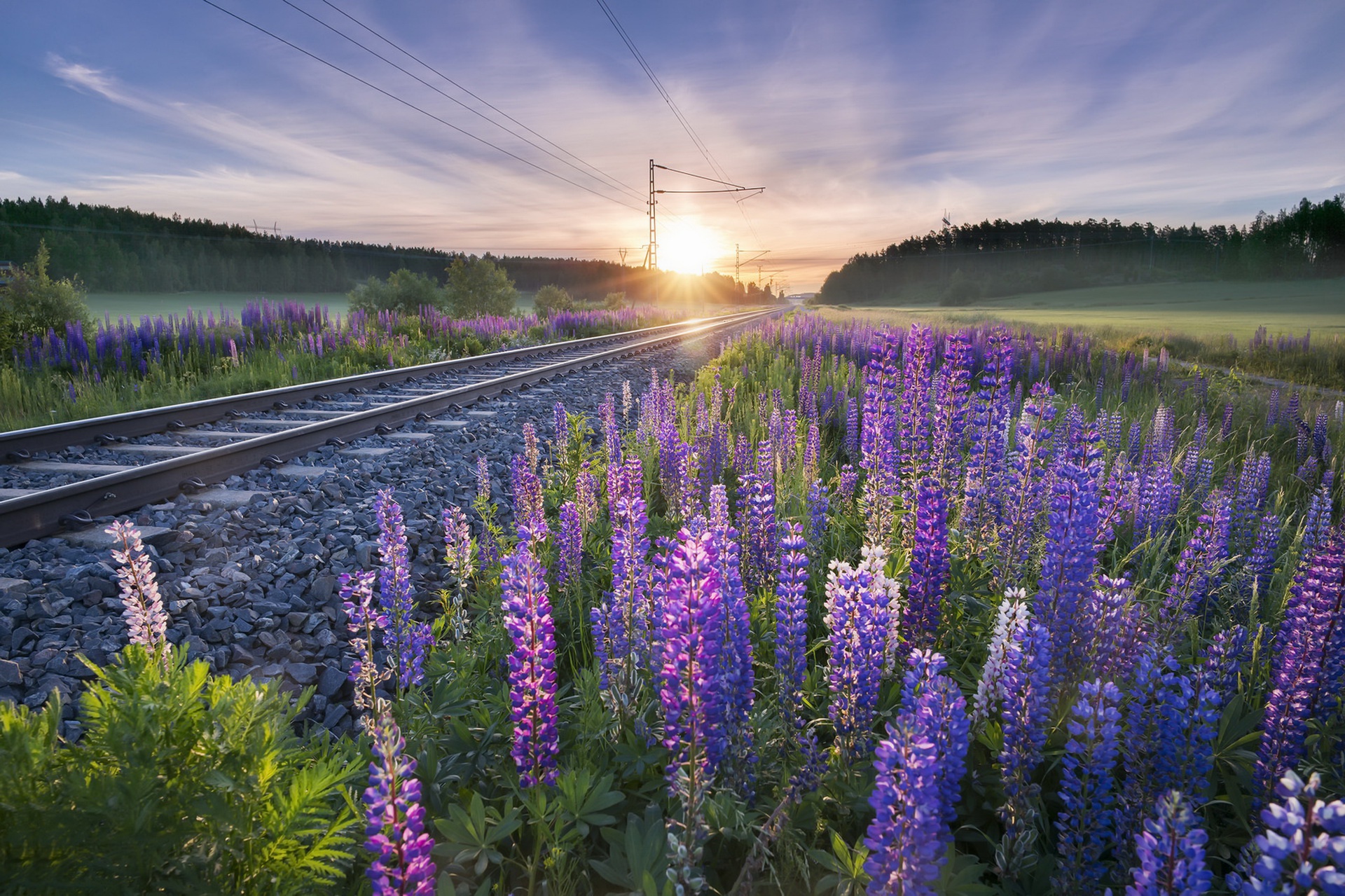 Download mobile wallpaper Nature, Flower, Sunrise, Railroad, Lupine, Purple Flower, Man Made for free.