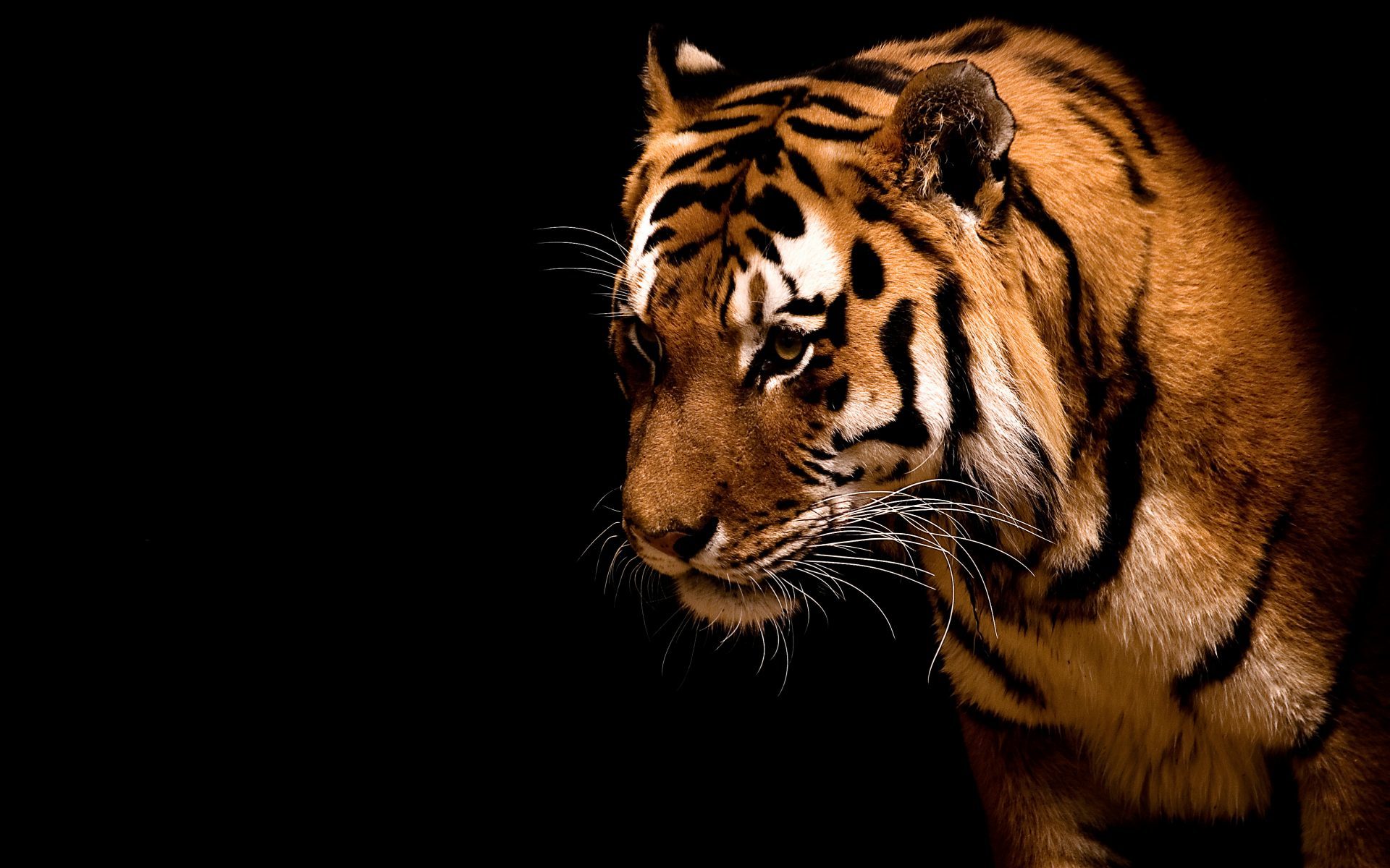 tigers, animals, black FHD, 4K, UHD
