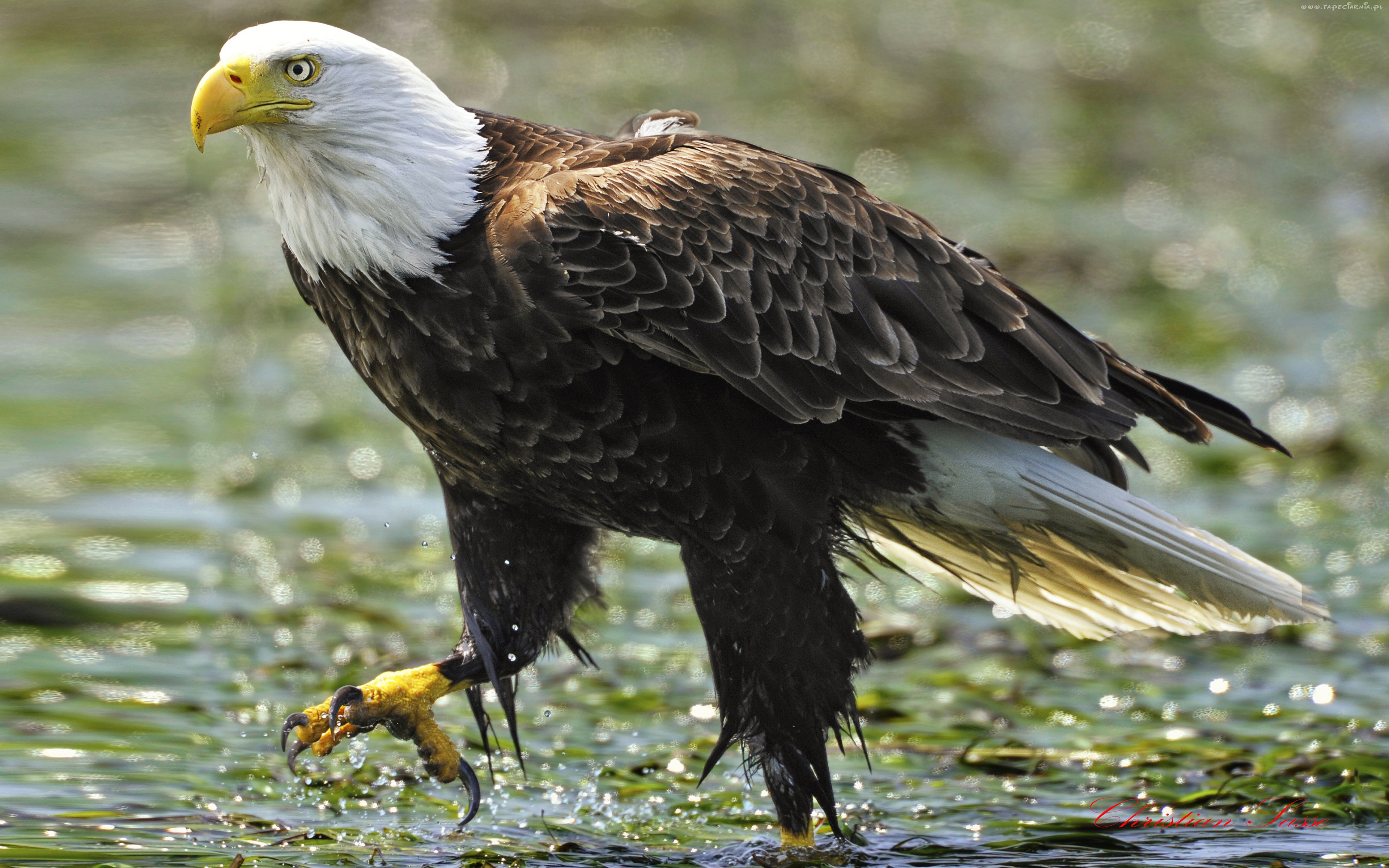 Download mobile wallpaper Birds, Animal, Eagle, Bald Eagle for free.