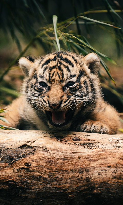 Baixar papel de parede para celular de Animais, Gatos, Tigre gratuito.