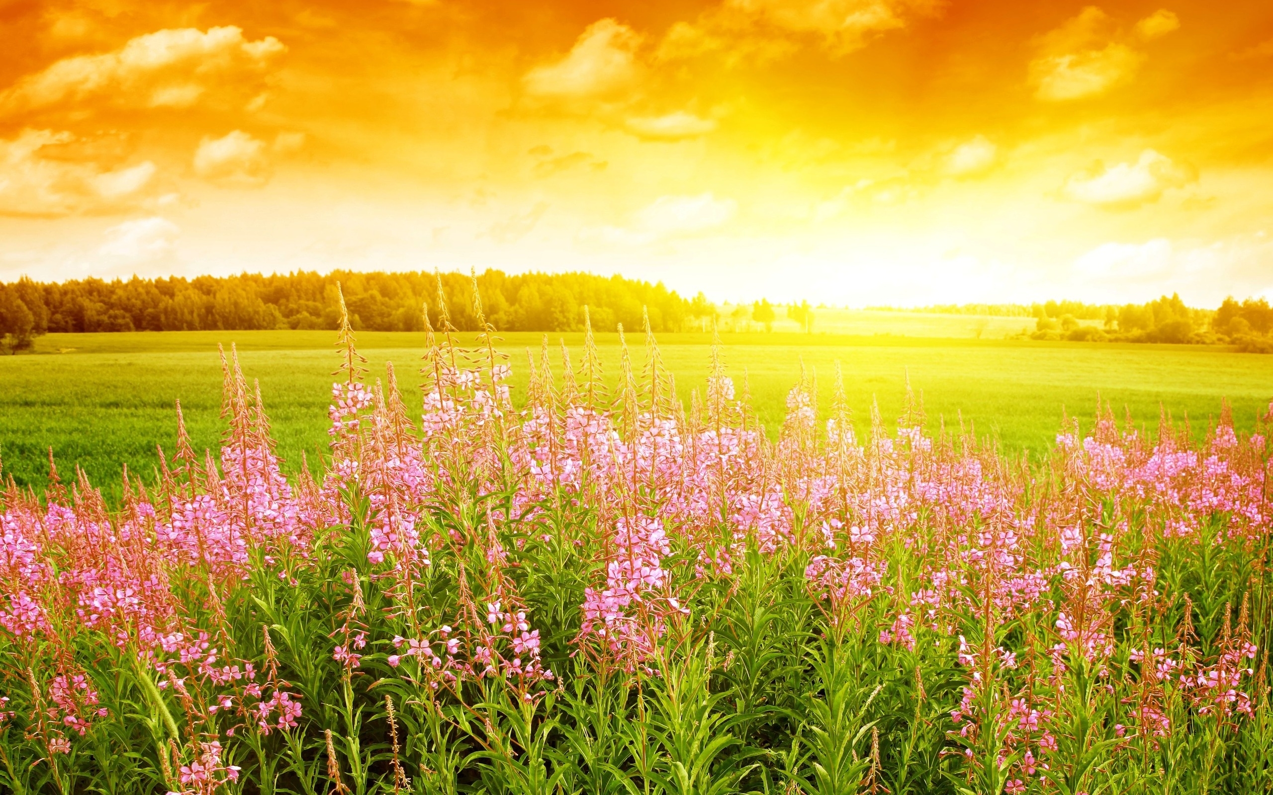 Free download wallpaper Nature, Landscape, Fields on your PC desktop