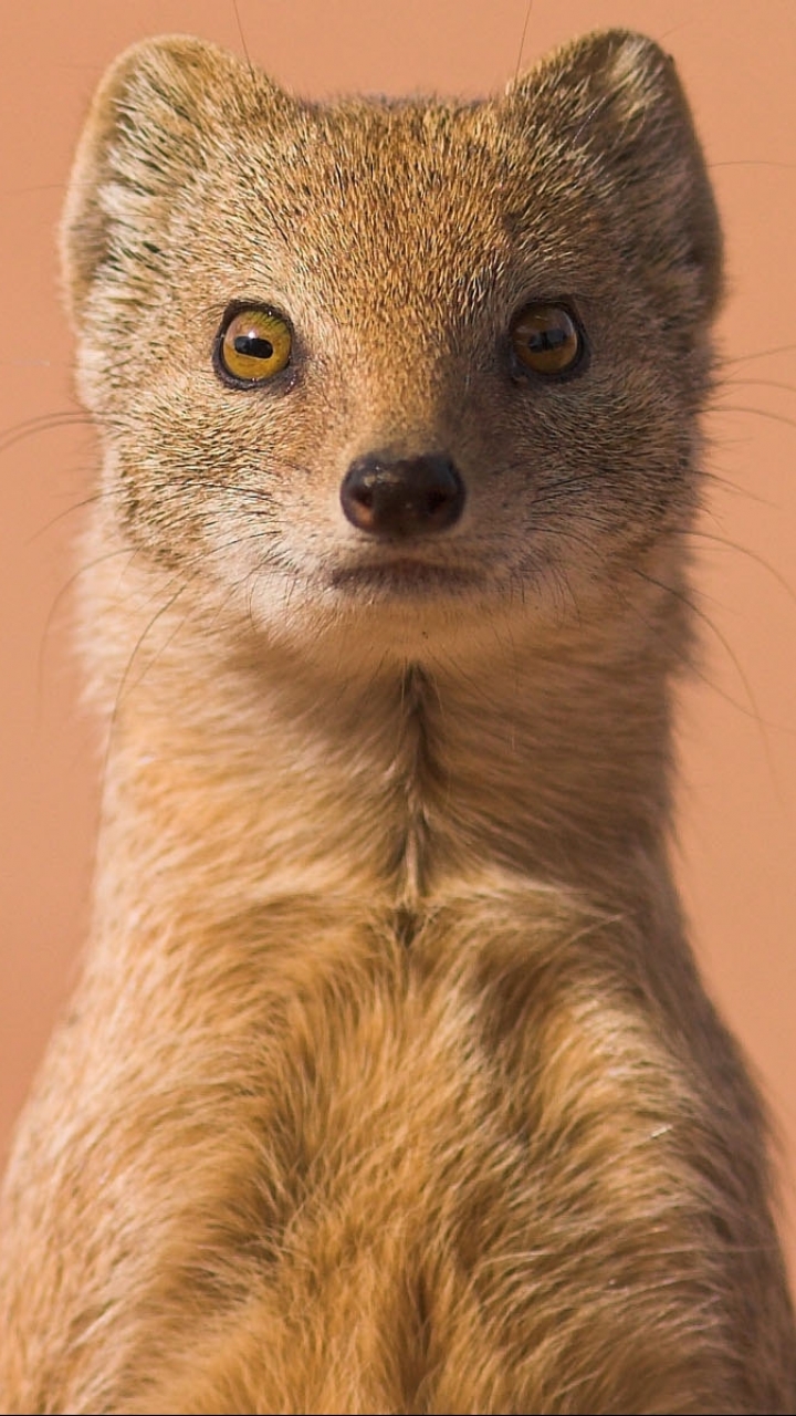 mongoose, animal