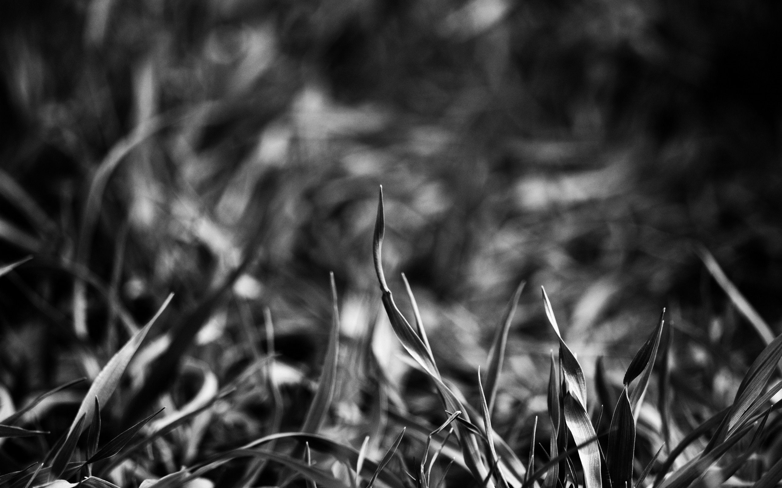 Download mobile wallpaper Greased, Smeared, Macro, Grass, Chb, Shadow, Bw for free.