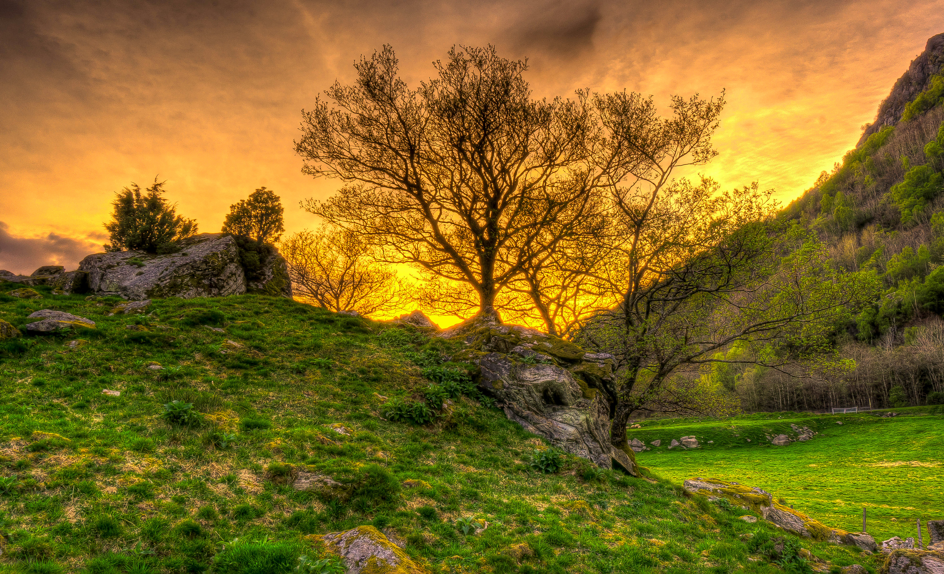 nature, landscape, trees, grass, hdr