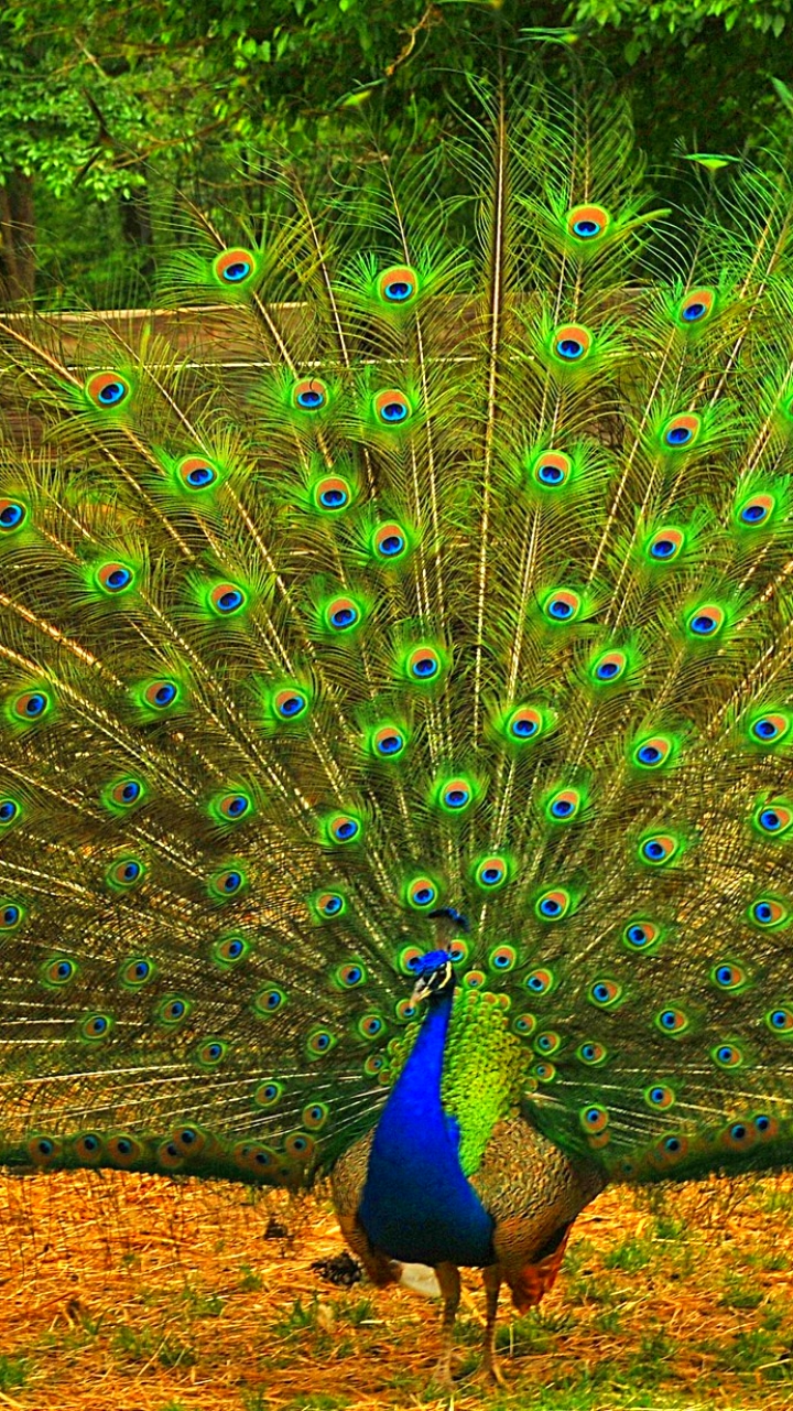 Download mobile wallpaper Birds, Animal, Peacock, Tail for free.
