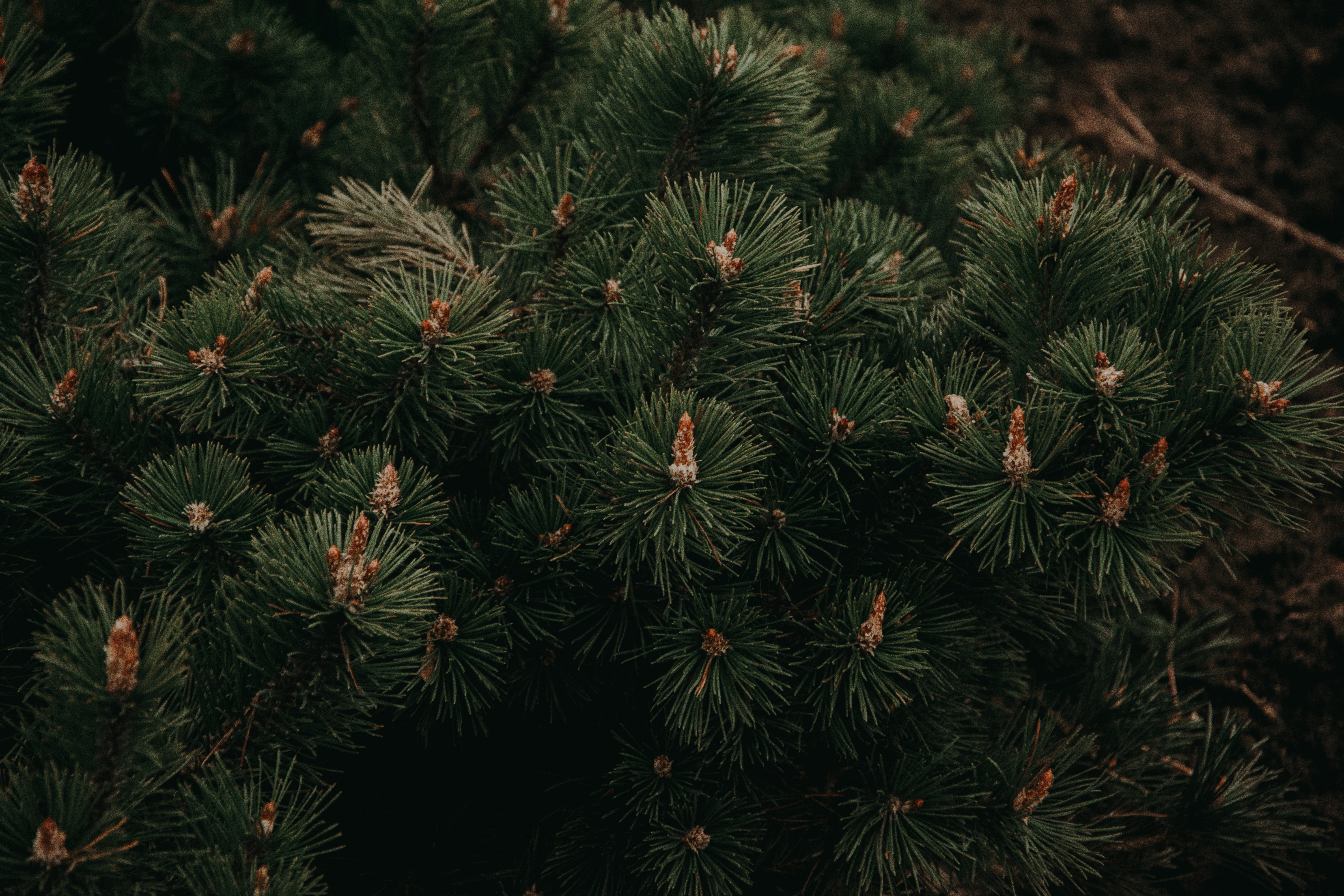 Download mobile wallpaper Spruce, Fir, Needle, Branches, Nature for free.