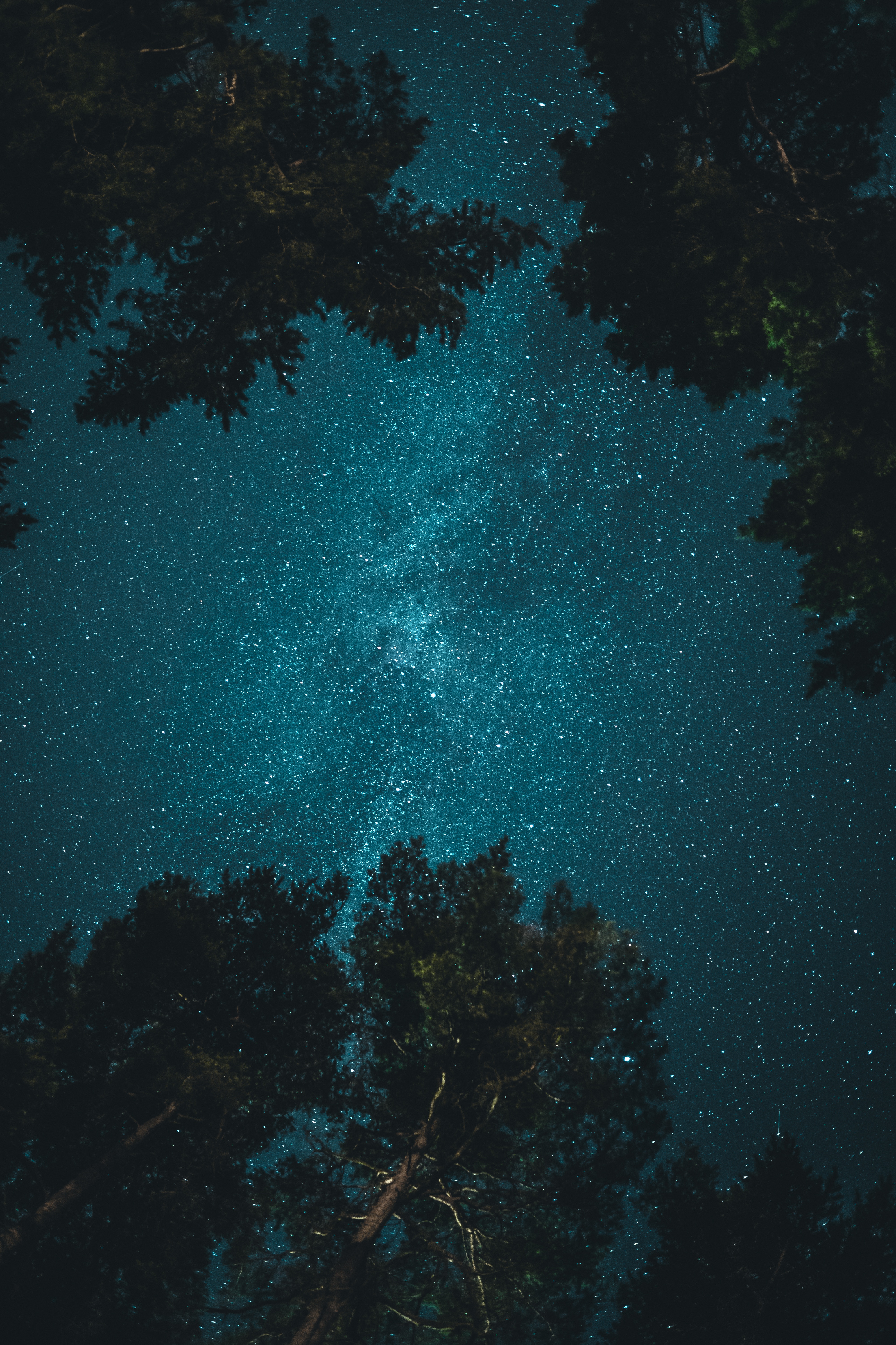 Horizontal Wallpaper nature, trees, night, starry sky, branches, bottom view