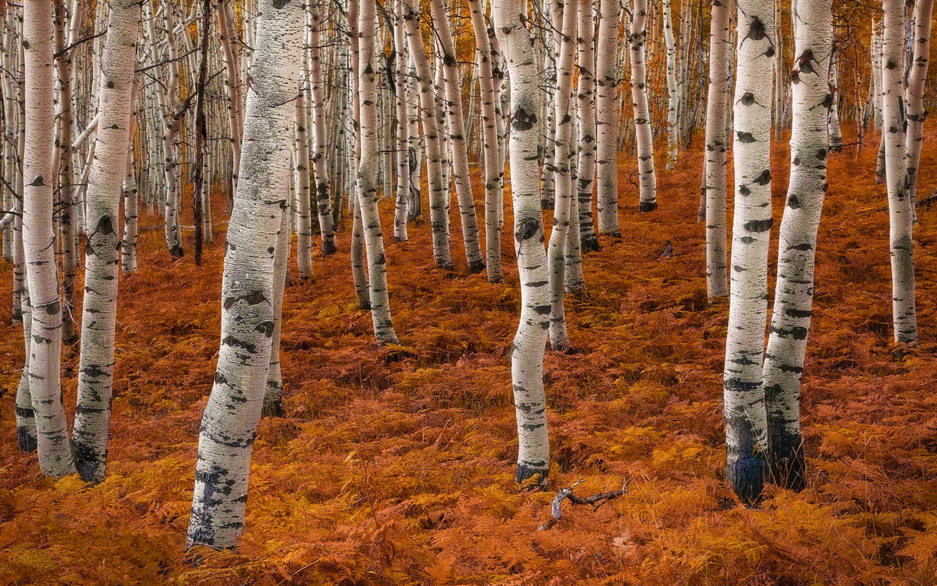 Free download wallpaper Forest, Fall, Earth, Birch on your PC desktop