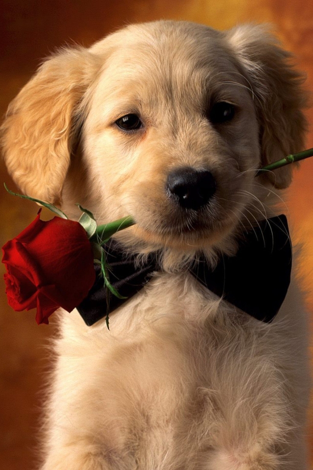 無料モバイル壁紙動物, 犬, 子犬, ゴールデンレトリバー, 可愛い, 赤いバラをダウンロードします。
