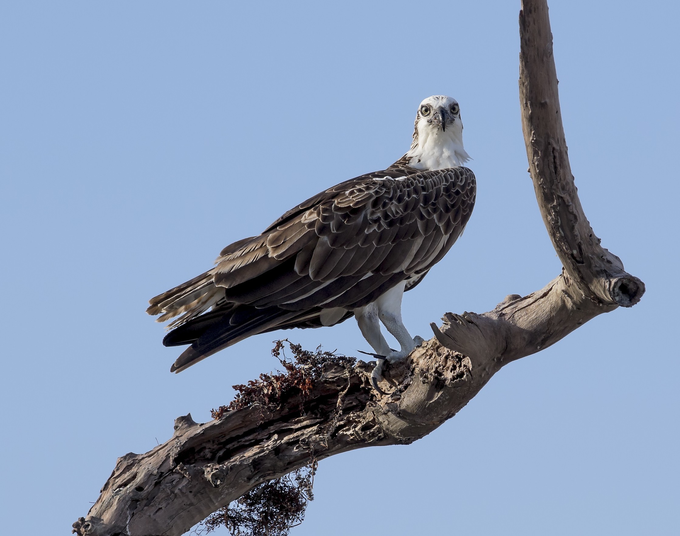 Téléchargez des papiers peints mobile Aigle, Des Oiseaux, Animaux gratuitement.