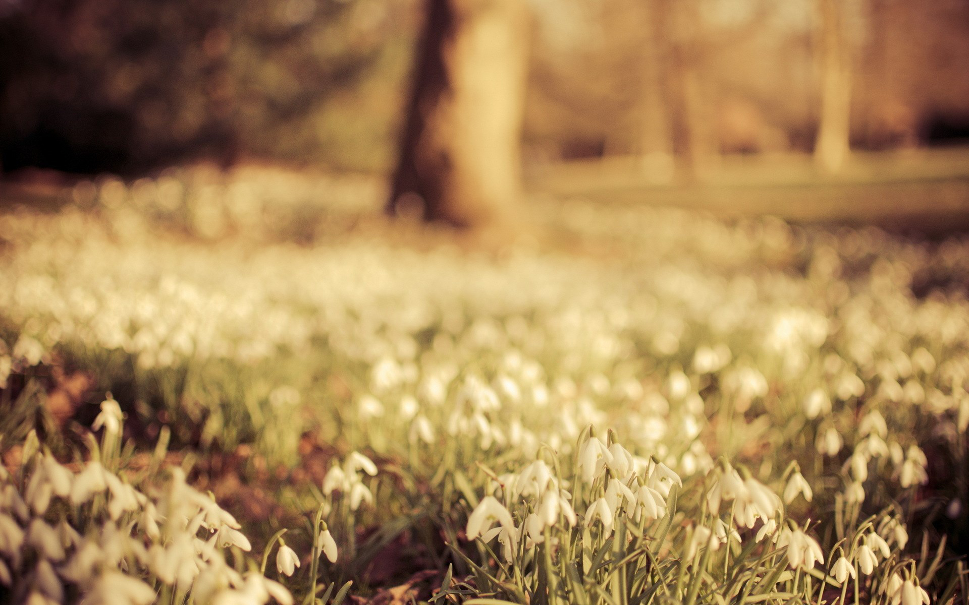 Download mobile wallpaper Snowdrop, White Flower, Flowers, Field, Nature, Flower, Earth for free.