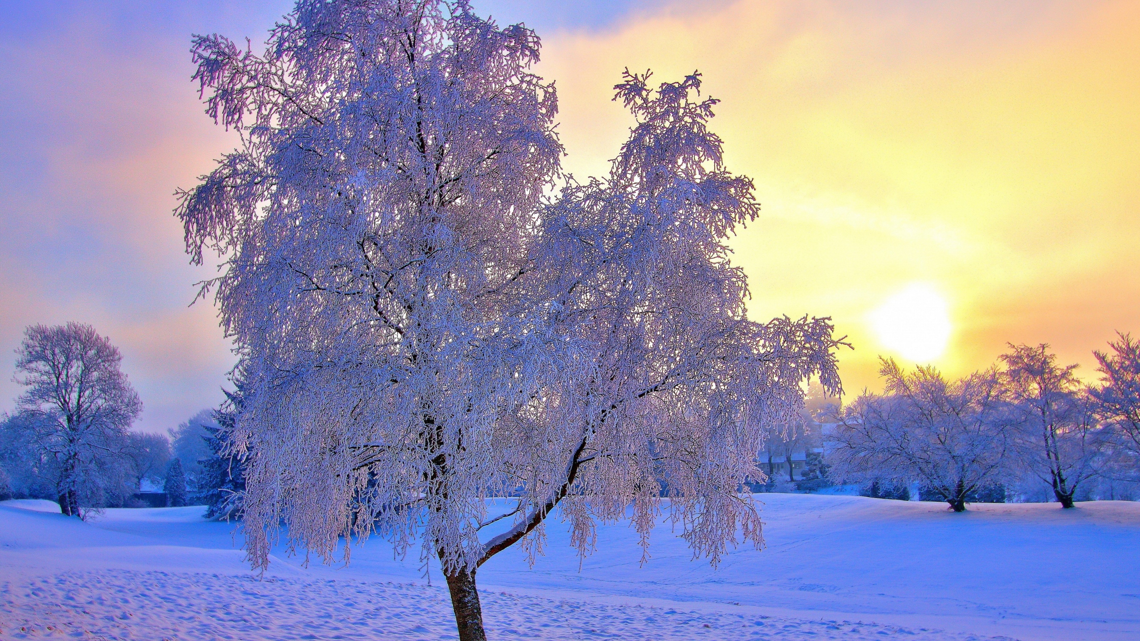 Download mobile wallpaper Winter, Sunset, Tree, Earth for free.