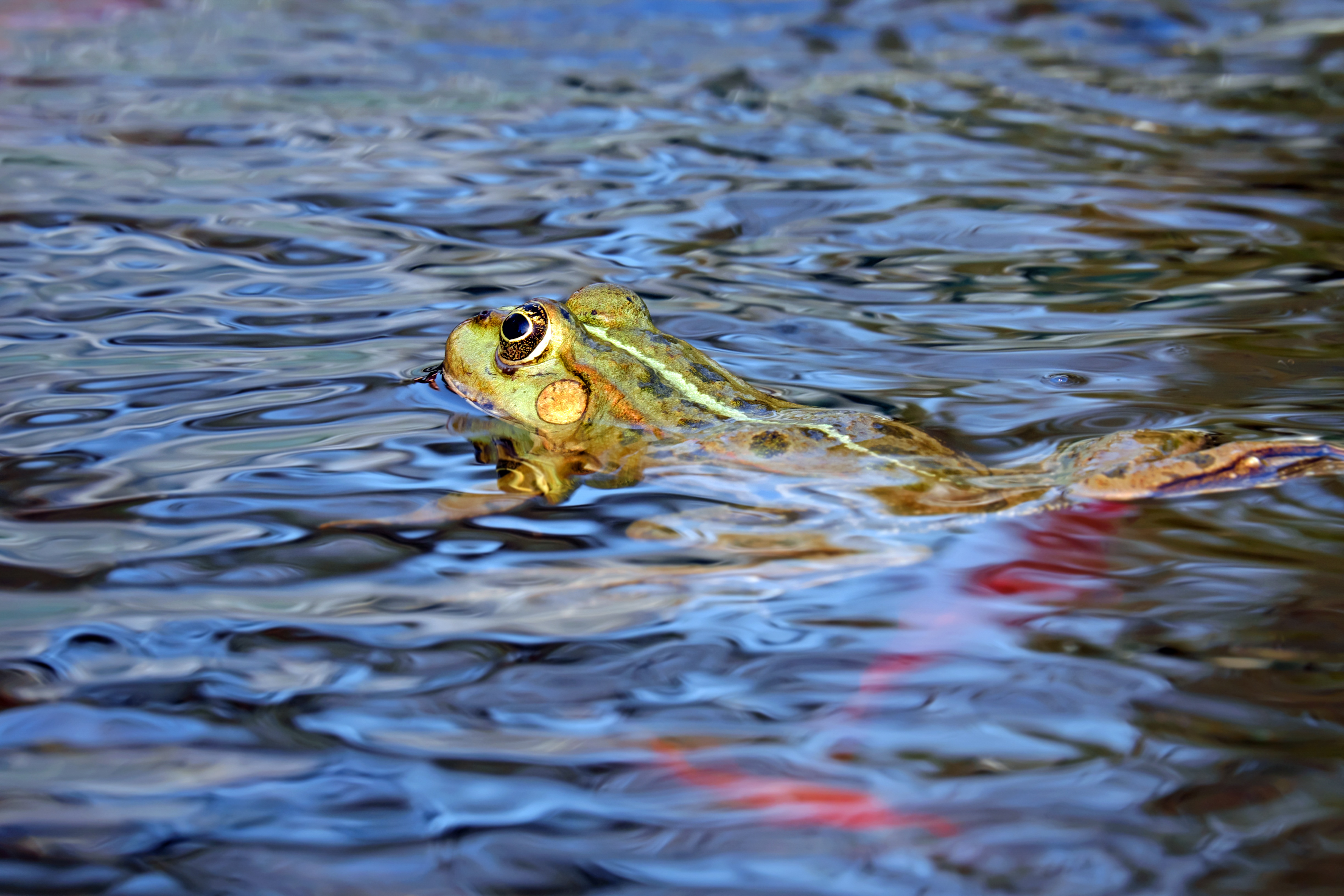 animals, water, to swim, swim, frog QHD
