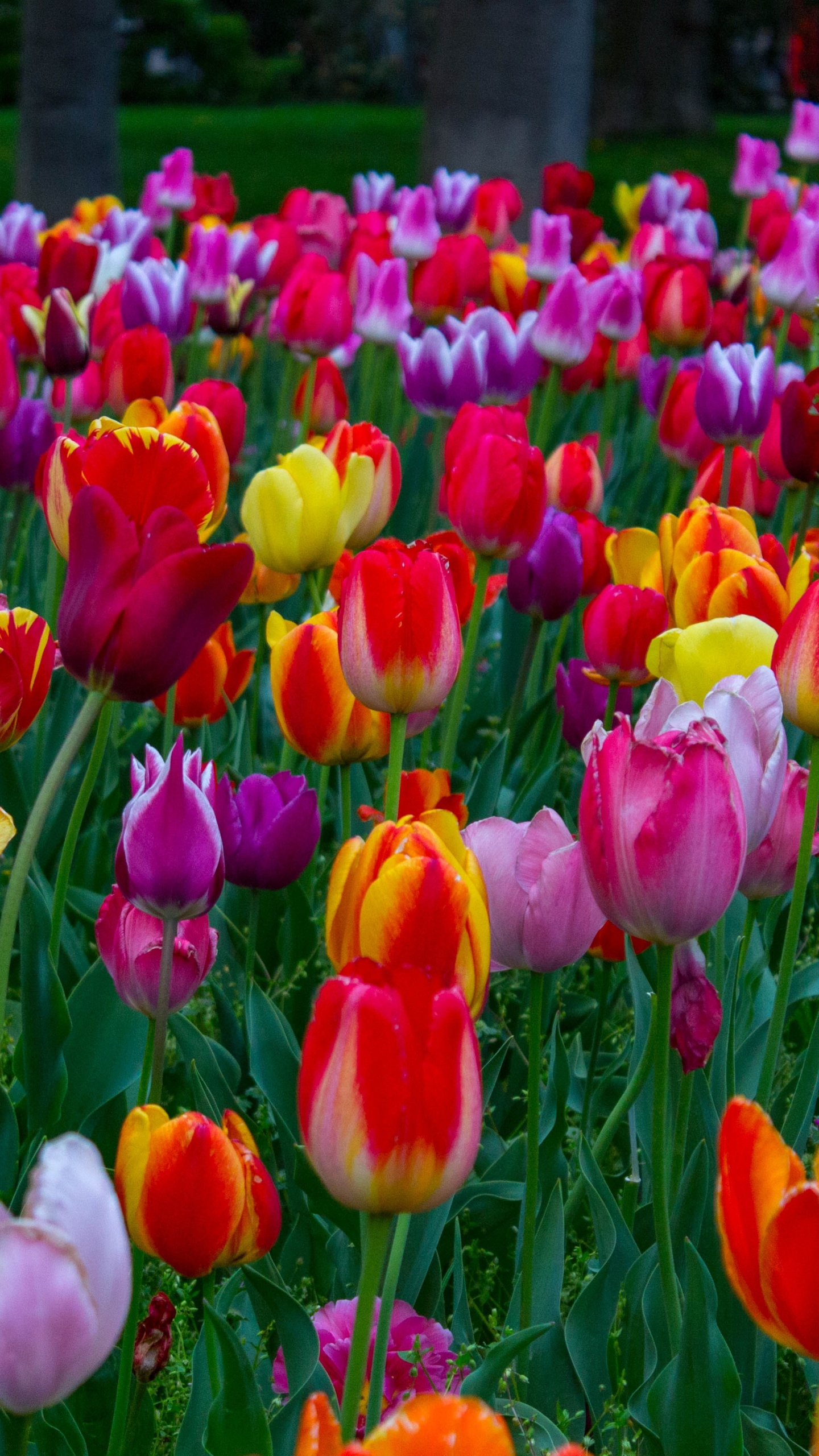 Baixe gratuitamente a imagem Flores, Flor, Cores, Colorido, Tulipa, Terra/natureza na área de trabalho do seu PC