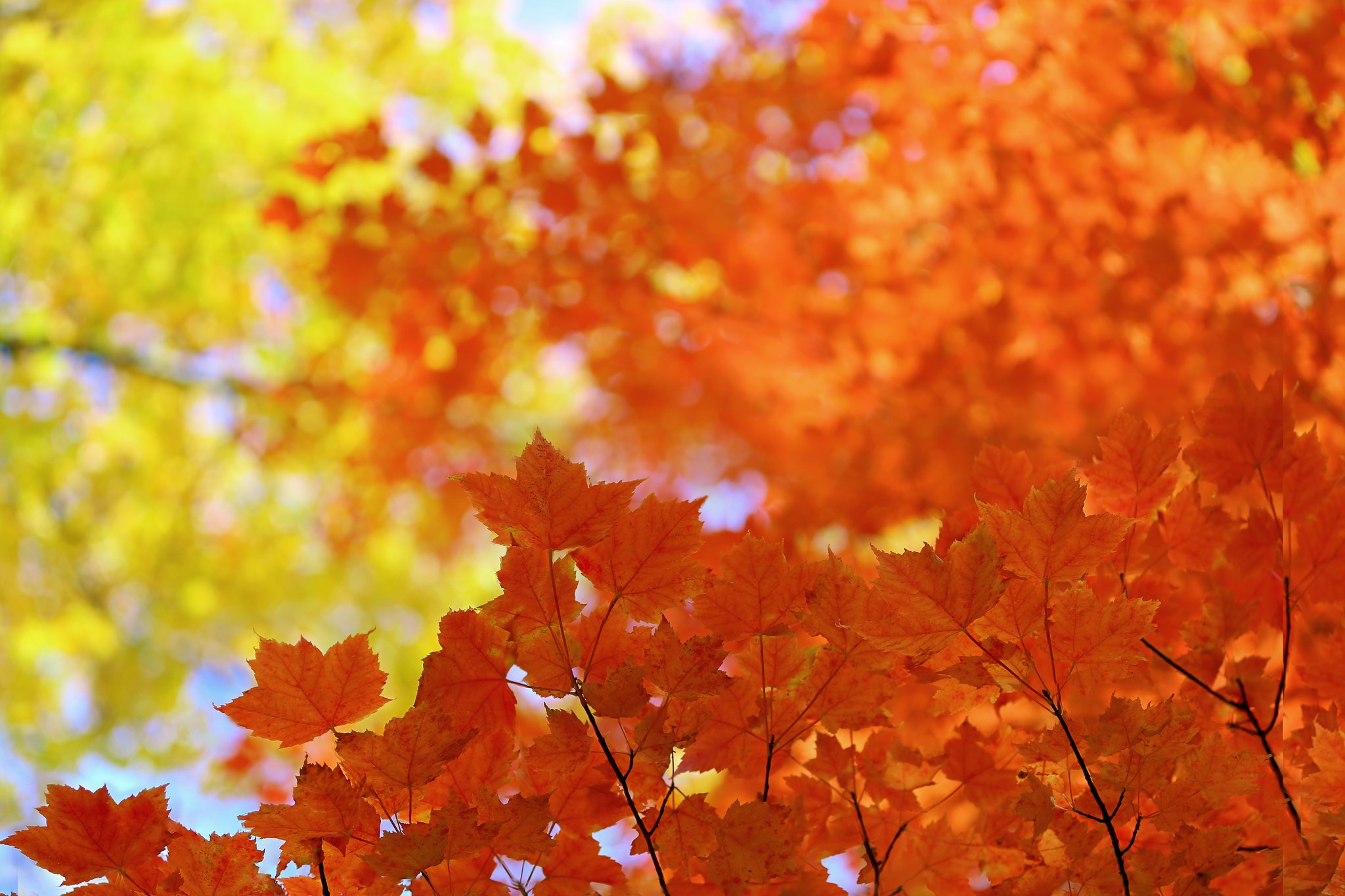 Handy-Wallpaper Natur, Herbst, Blatt, Verwischen, Erde/natur kostenlos herunterladen.