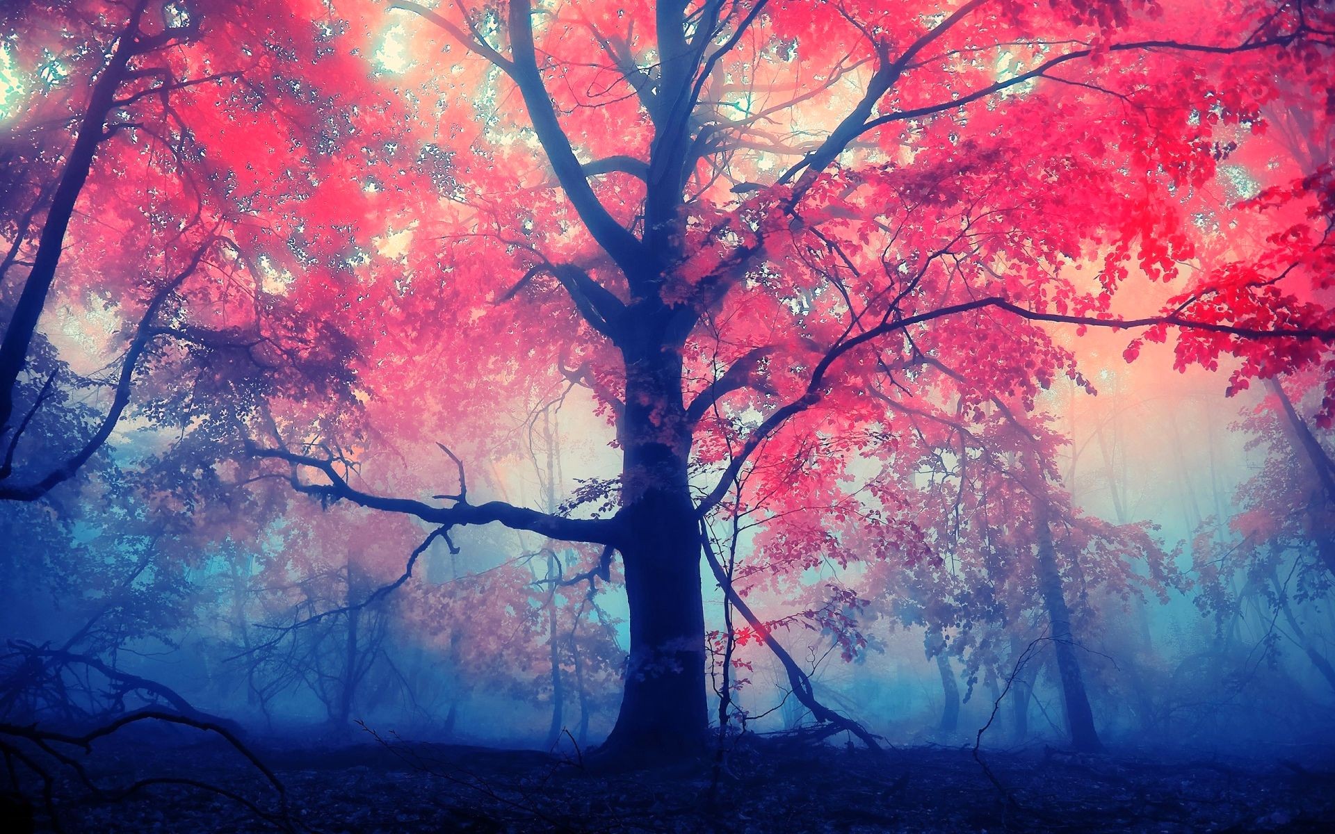 Téléchargez gratuitement l'image Arbre, Terre/nature sur le bureau de votre PC