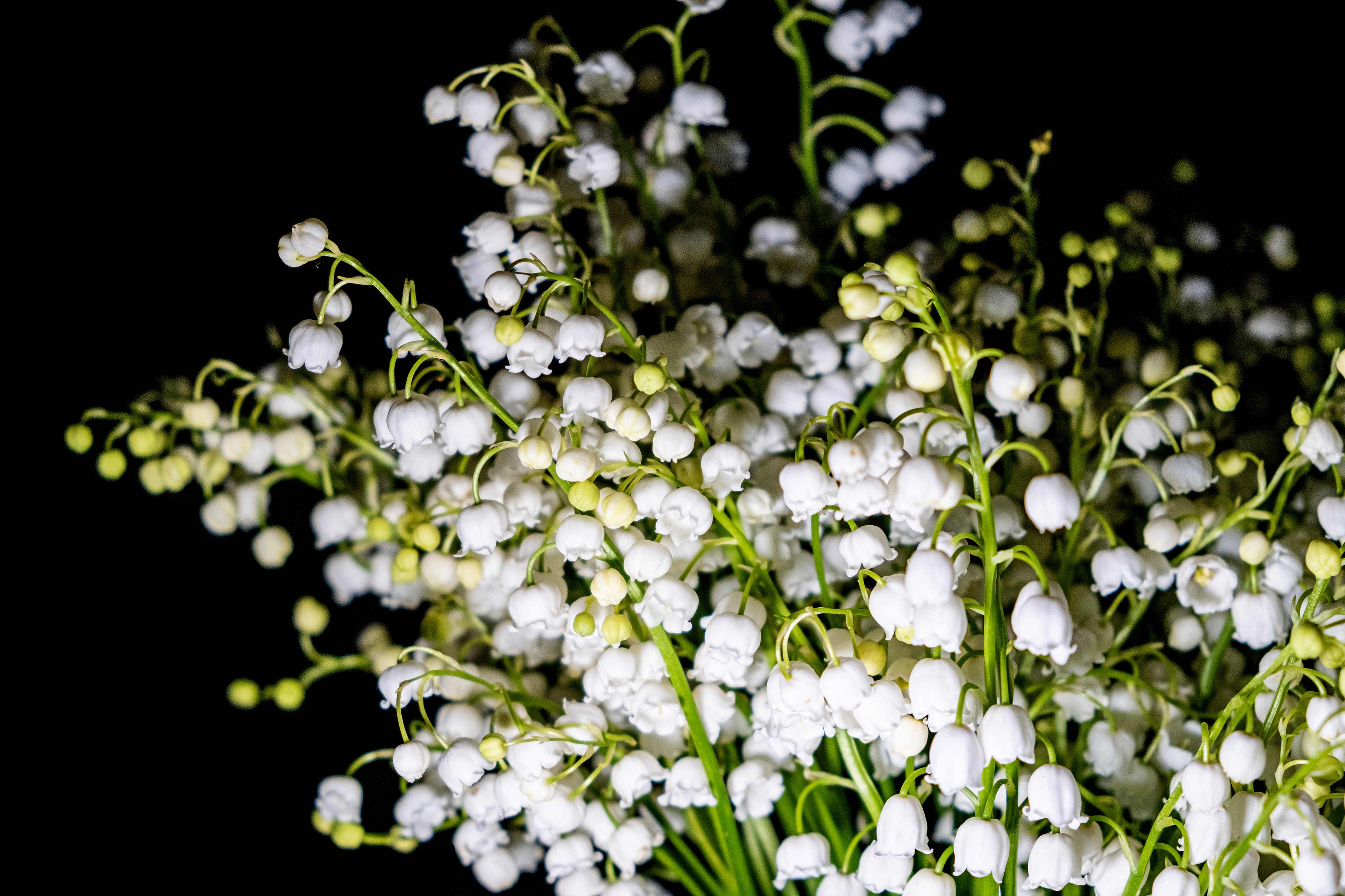 Скачать обои бесплатно Ландыш, Цветок, Белый Цветок, Земля/природа картинка на рабочий стол ПК