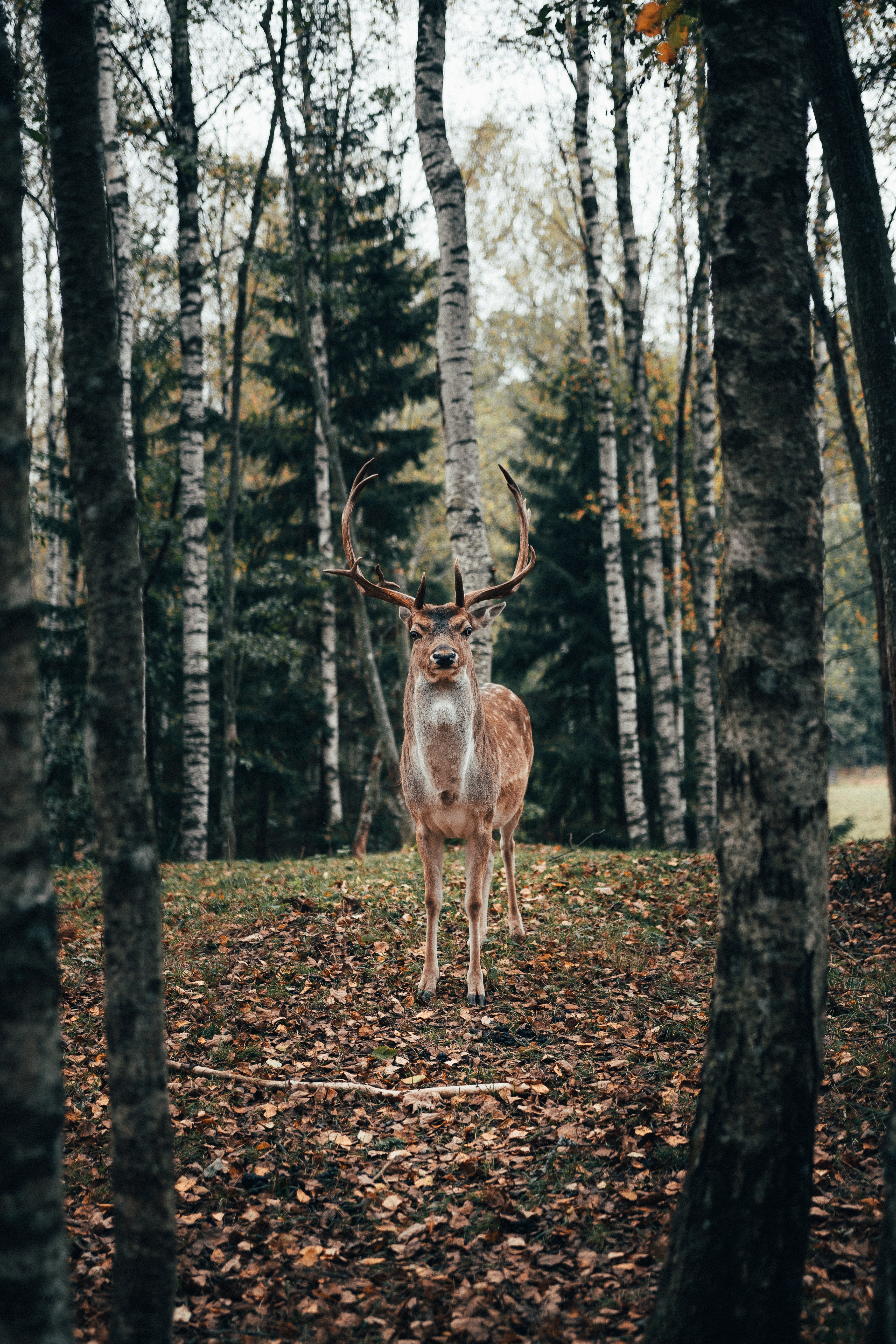 deer, animals, trees, forest, animal, horns Full HD