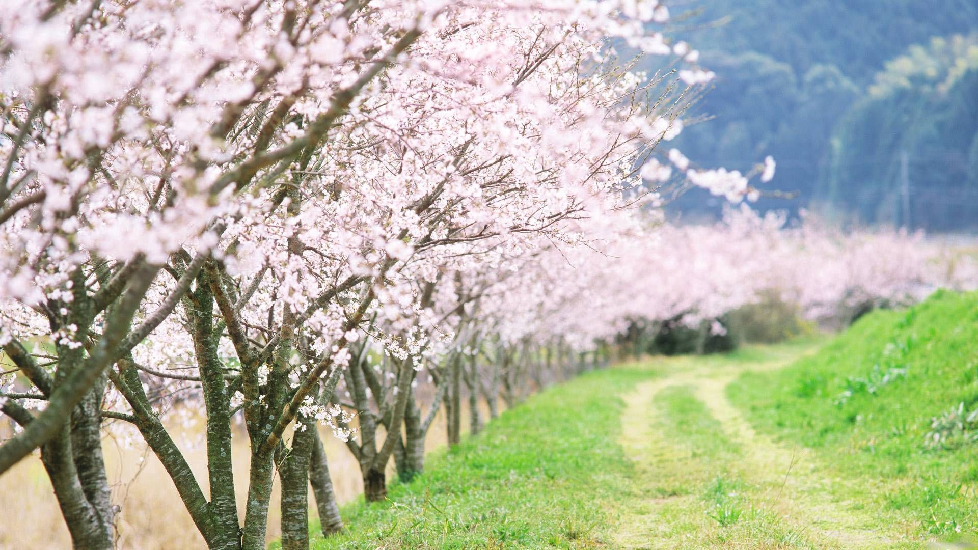 Full HD Wallpaper spring, nature, trees, road, bloom, flowering, garden, country, countryside