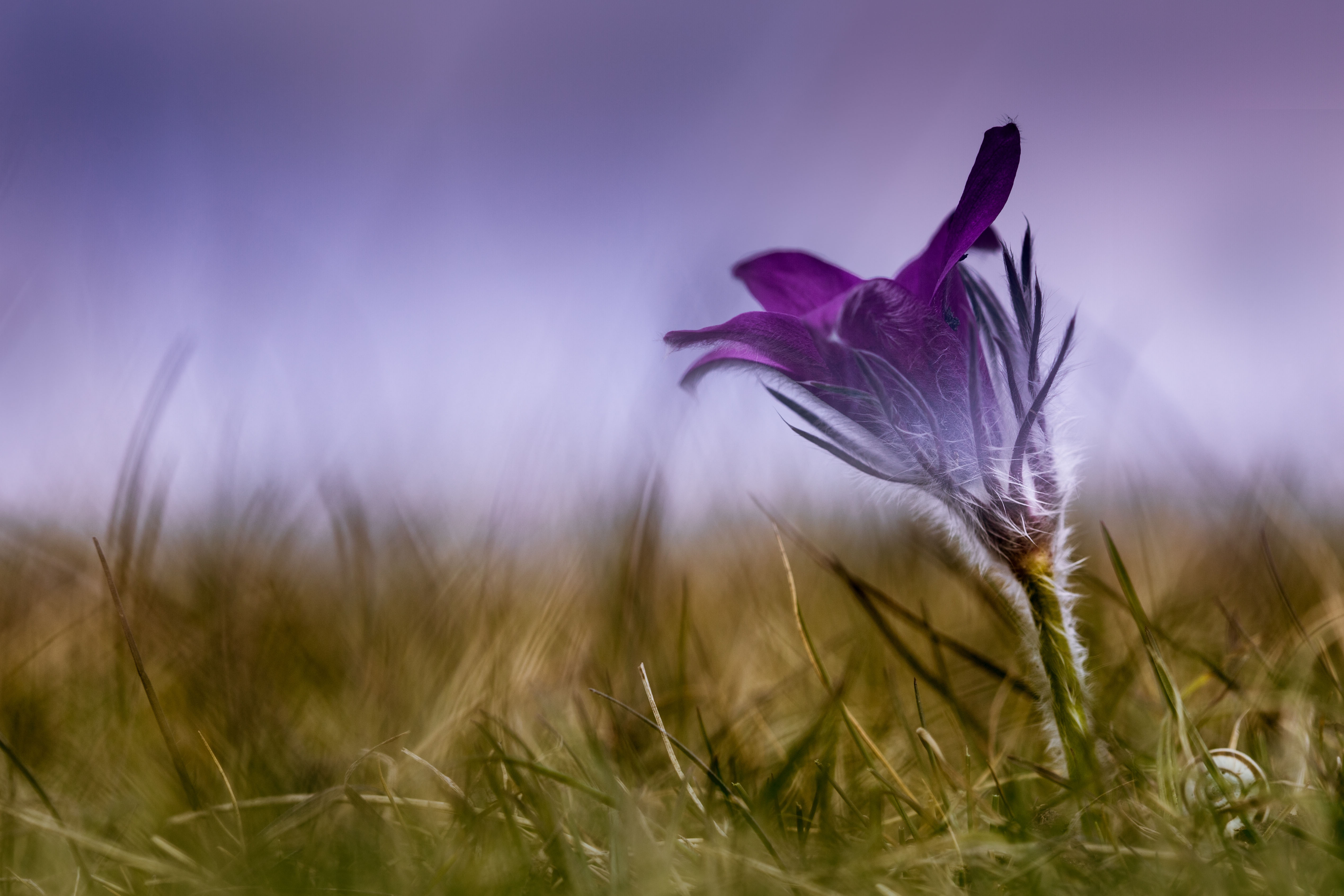 Download mobile wallpaper Nature, Flowers, Grass, Flower, Blur, Earth, Purple Flower for free.