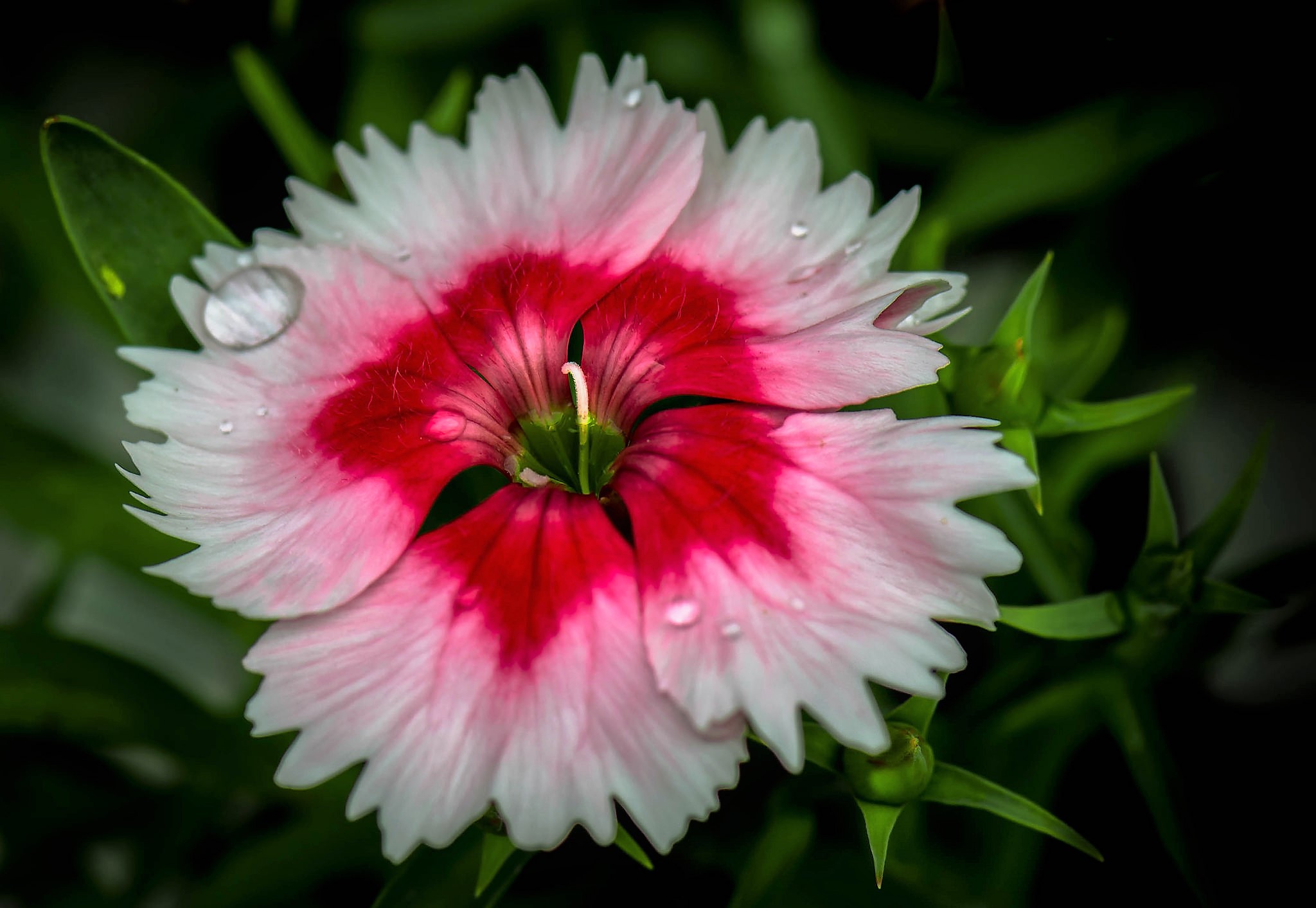 Laden Sie das Blumen, Blume, Nelke, Erde/natur-Bild kostenlos auf Ihren PC-Desktop herunter
