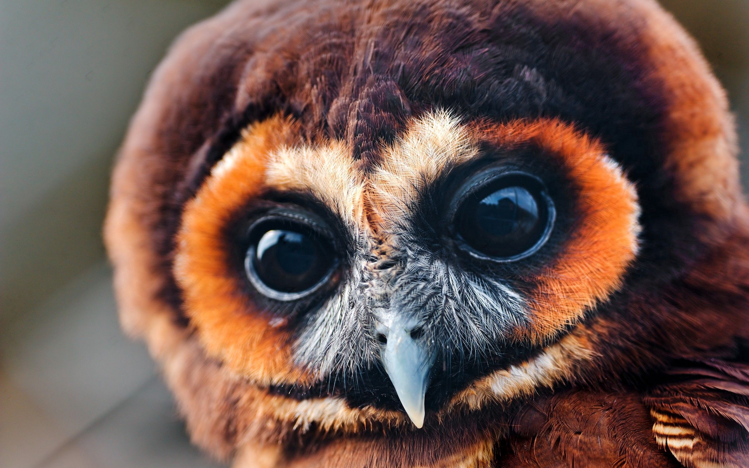 Owl Widescreen image