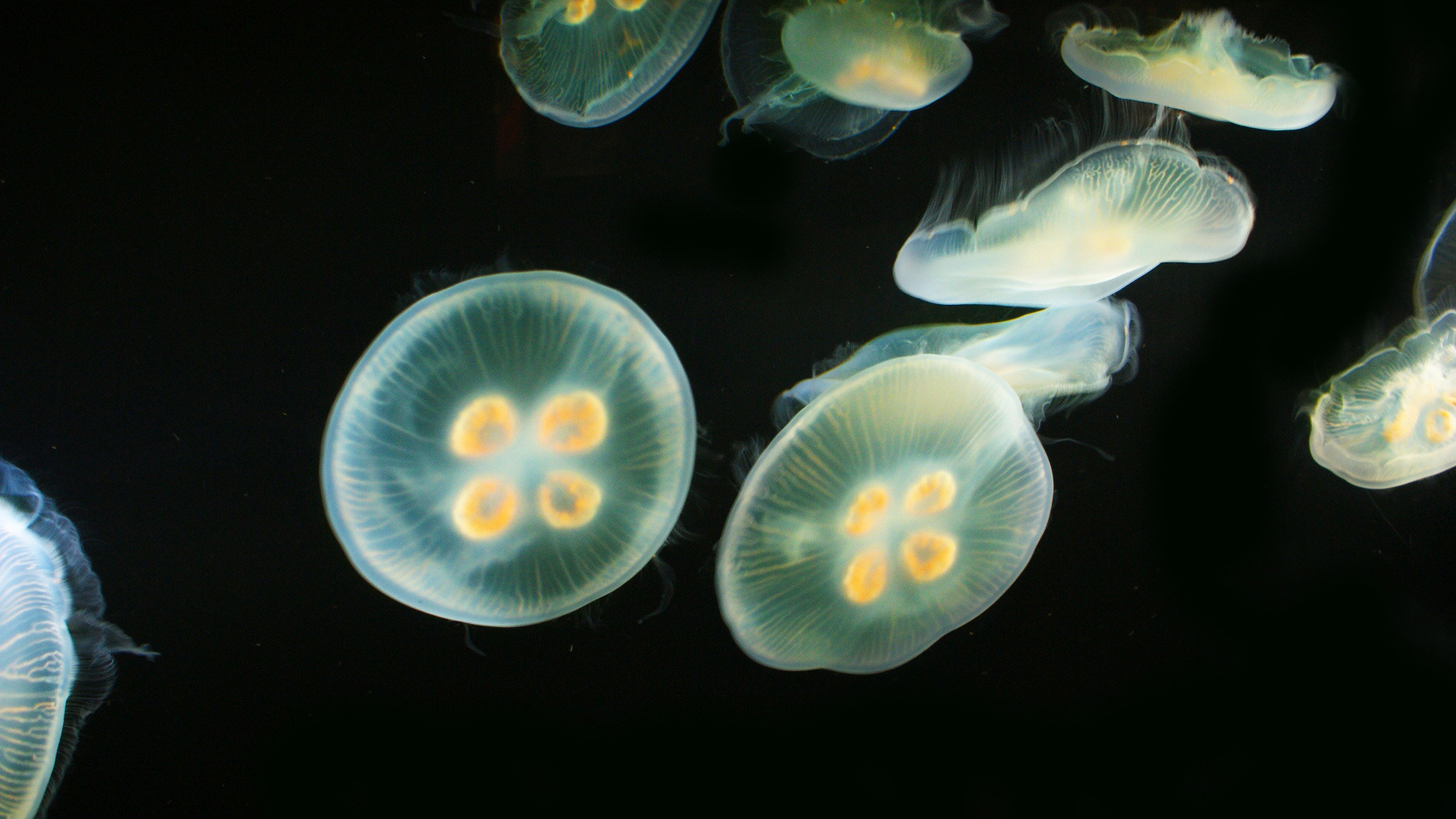 Download mobile wallpaper Jellyfish, Animal for free.