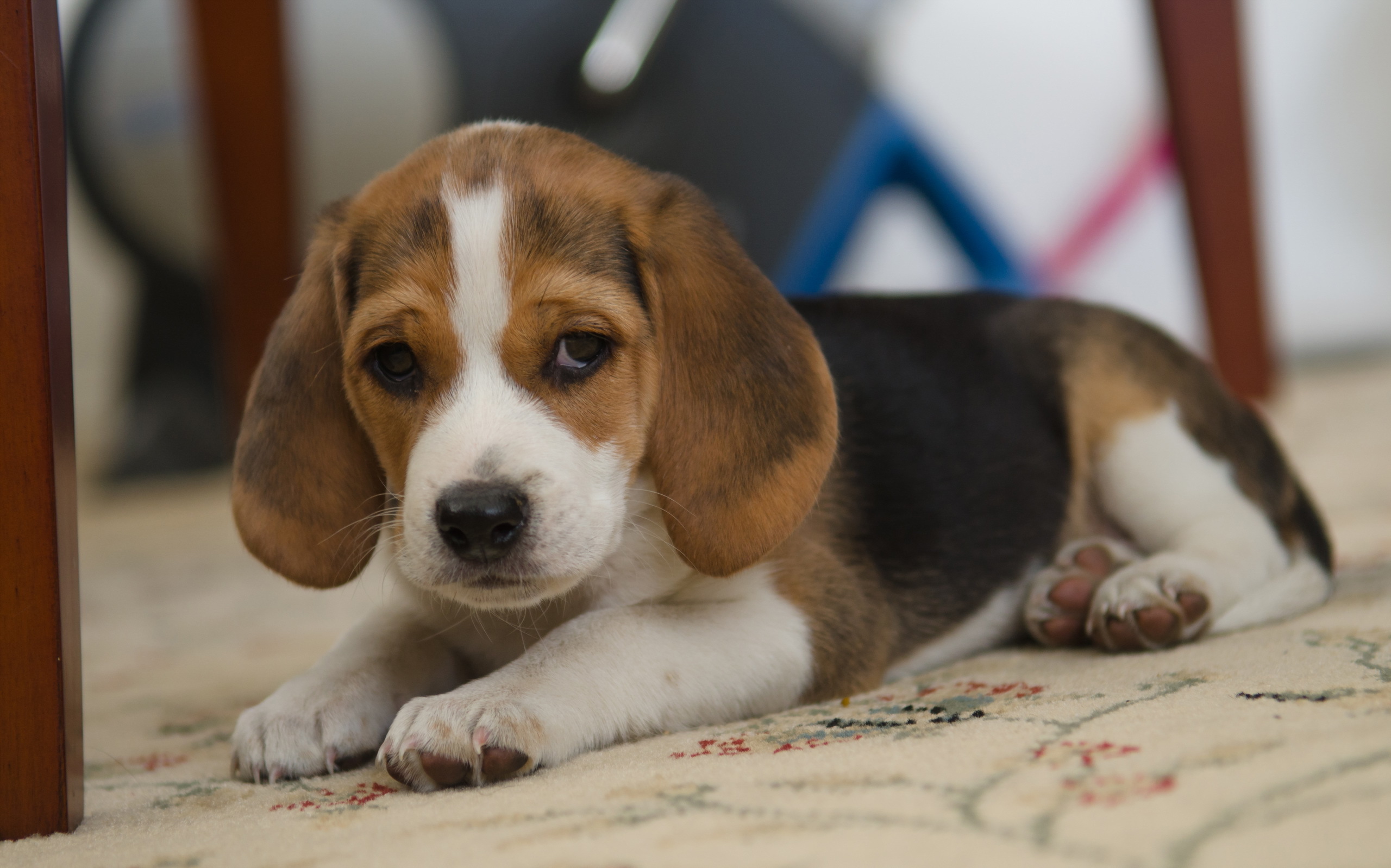 Free download wallpaper Dogs, Dog, Animal, Puppy, Sad, Cute, Beagle, Baby Animal on your PC desktop