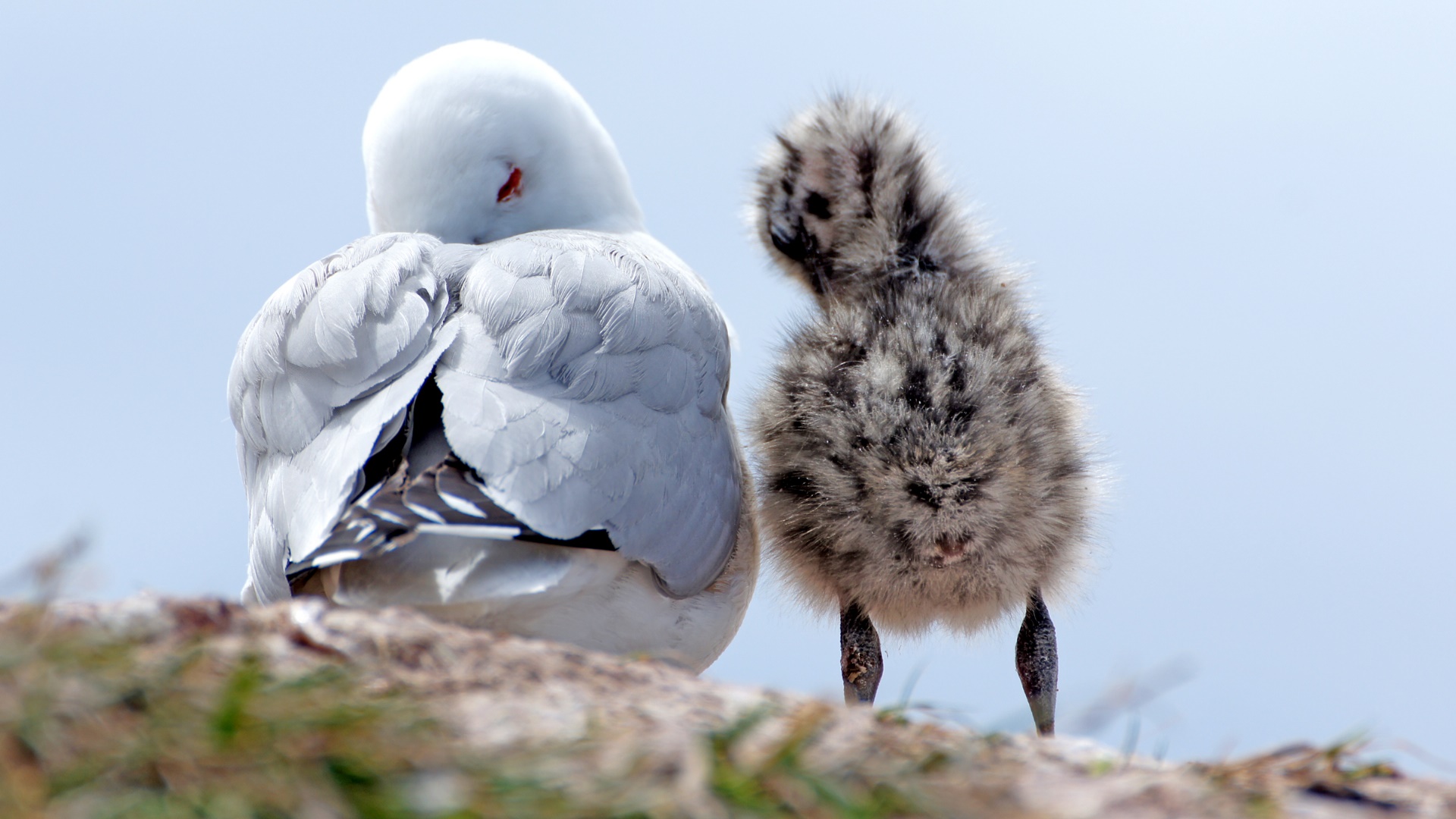 Free download wallpaper Birds, Bird, Animal, Seagull, Baby Animal on your PC desktop