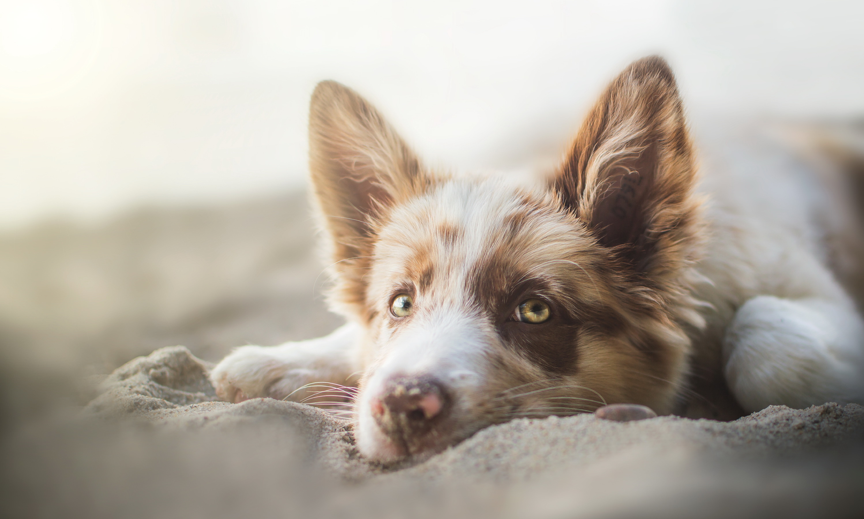 Free download wallpaper Dogs, Sand, Dog, Animal, Bokeh on your PC desktop