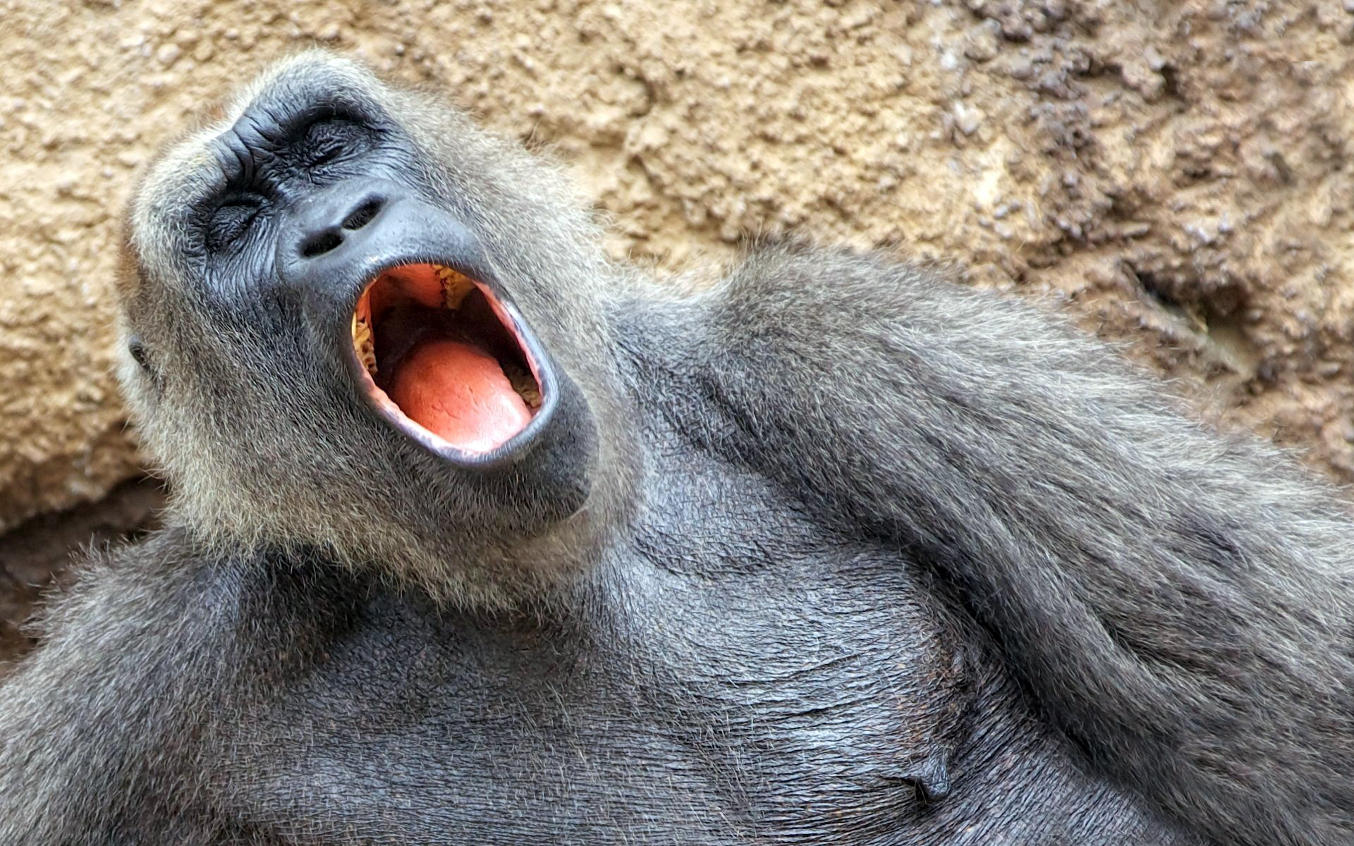 Download mobile wallpaper Monkeys, Gorilla, Animal for free.