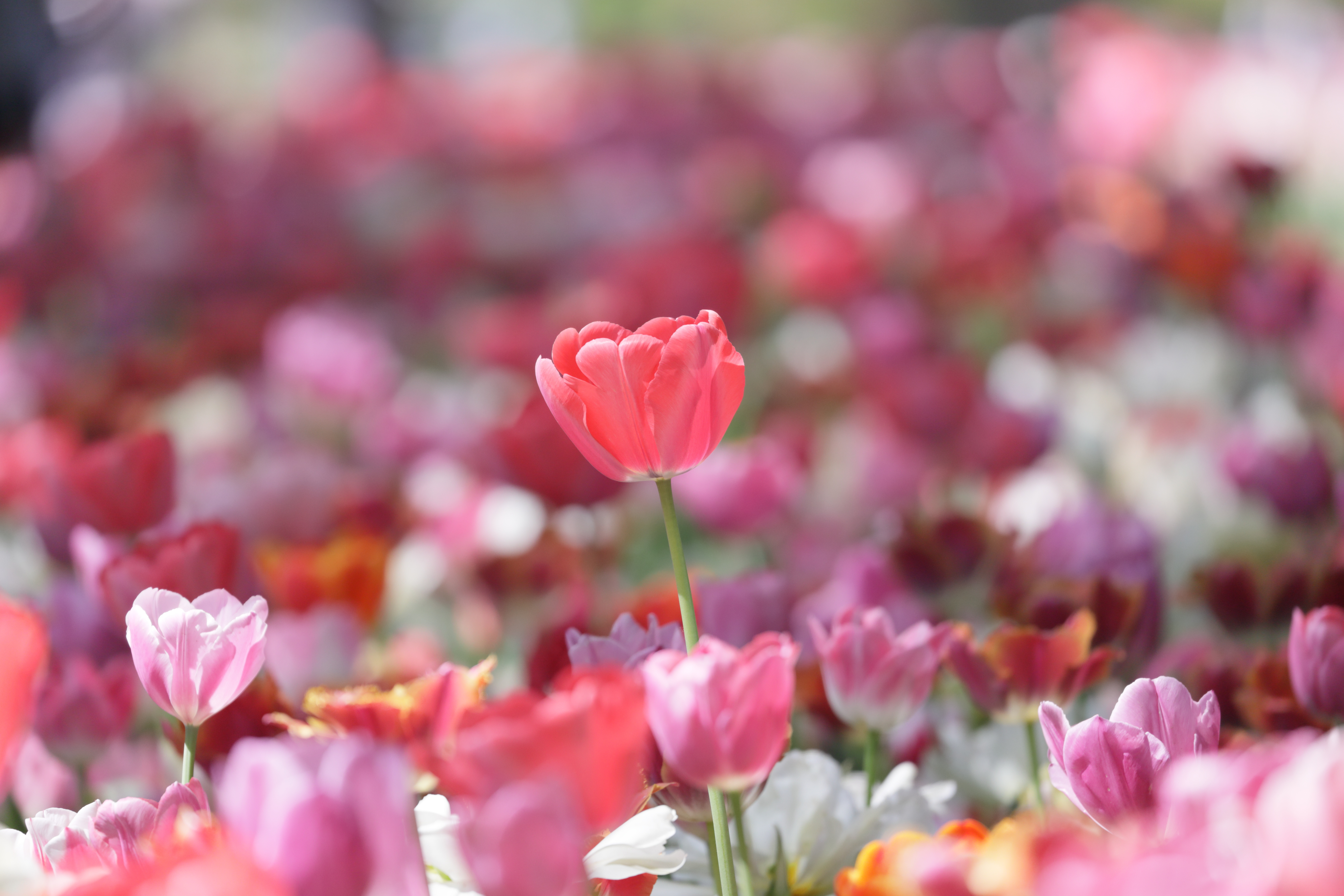 Download mobile wallpaper Nature, Flowers, Summer, Flower, Earth, Tulip, Pink Flower, Depth Of Field for free.