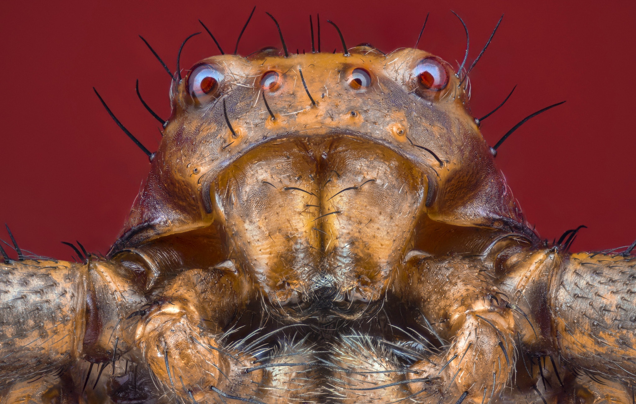 Free download wallpaper Spiders, Macro, Animal, Spider on your PC desktop