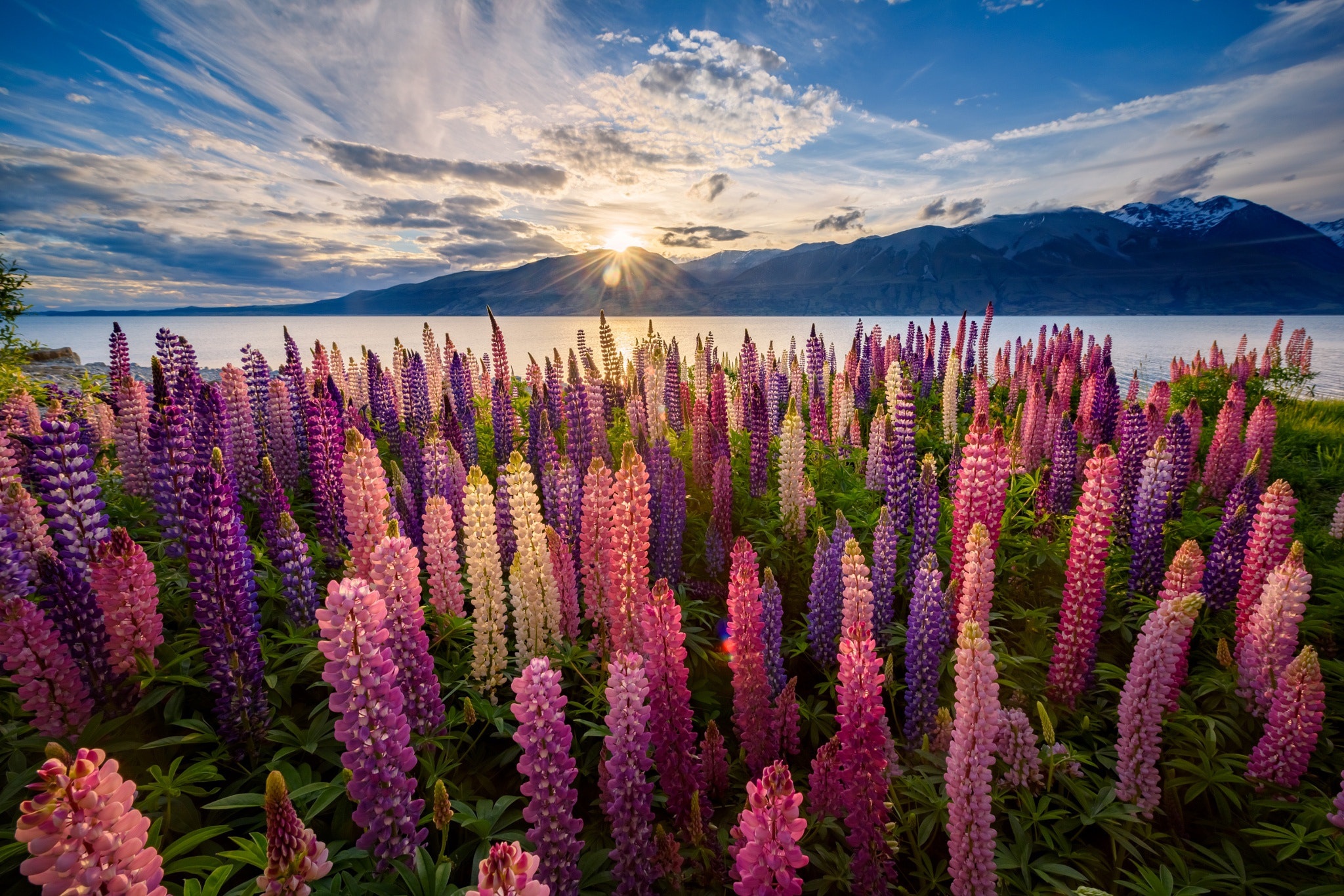 Free download wallpaper Landscape, Nature, Mountain, Flower, Earth, Lupine, Sunbeam, Purple Flower, Pink Flower on your PC desktop