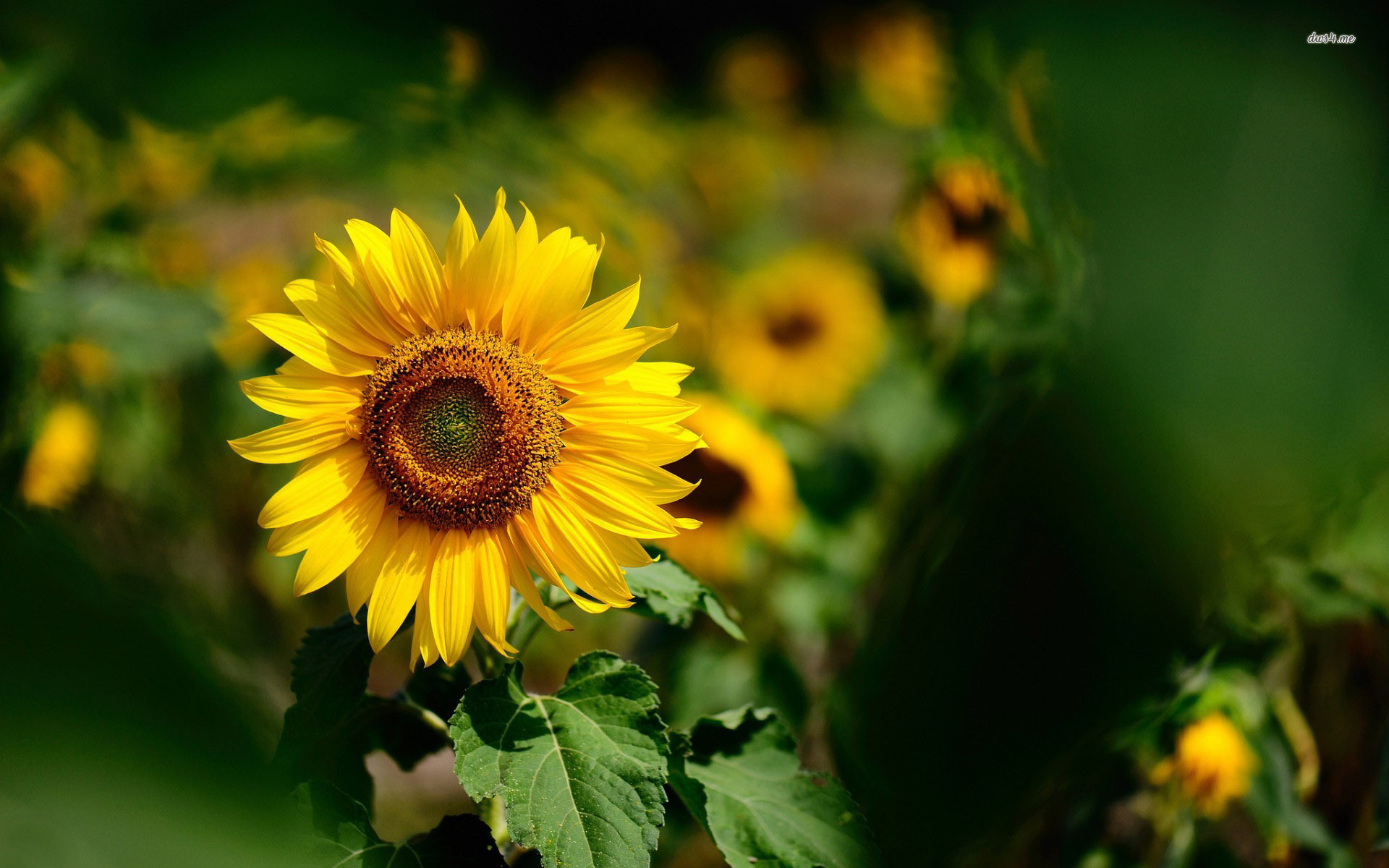 Téléchargez gratuitement l'image Fleurs, Fleur, Tournesol, Terre/nature sur le bureau de votre PC