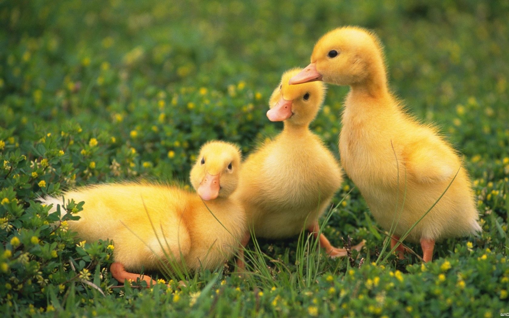 animal, duck, cute, duckling, birds