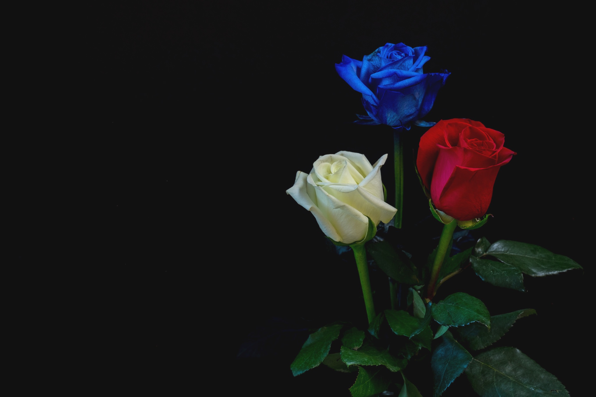 PCデスクトップにフラワーズ, 花, 薔薇, 地球, 白い花, 青い花, 赤い花画像を無料でダウンロード