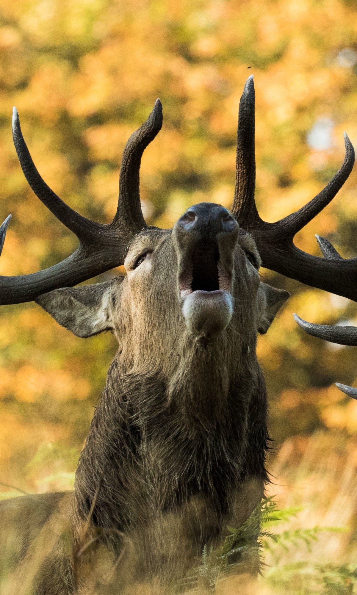 Handy-Wallpaper Tiere, Hirsch kostenlos herunterladen.