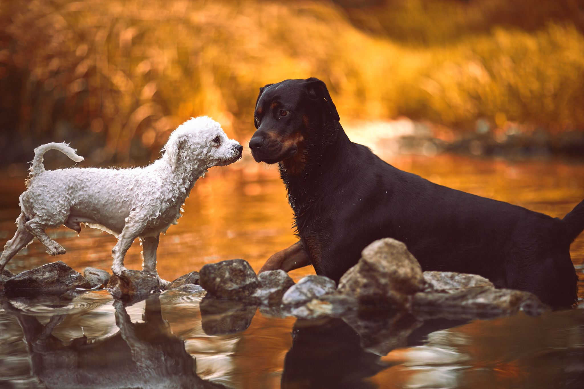 Handy-Wallpaper Tiere, Hunde, Wasser, Hund, Stein, Bokeh, Spiegelung kostenlos herunterladen.